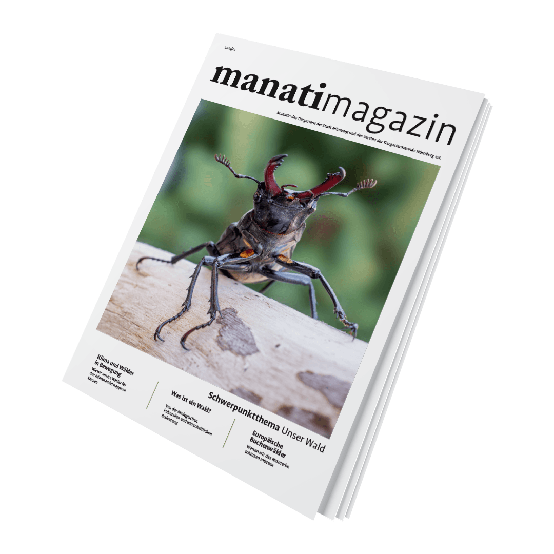Titel manatimagazin 24|01, Schwerpunktthema Unser Wald, mit Hirschkäfer