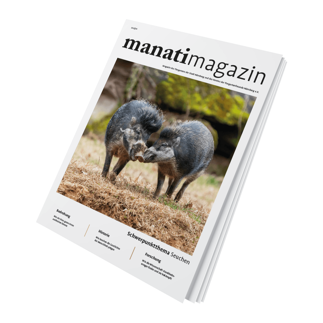 Titel manatimagazin 25|01, Schwerpunktthema Seuchen, mit zwei Pekaris