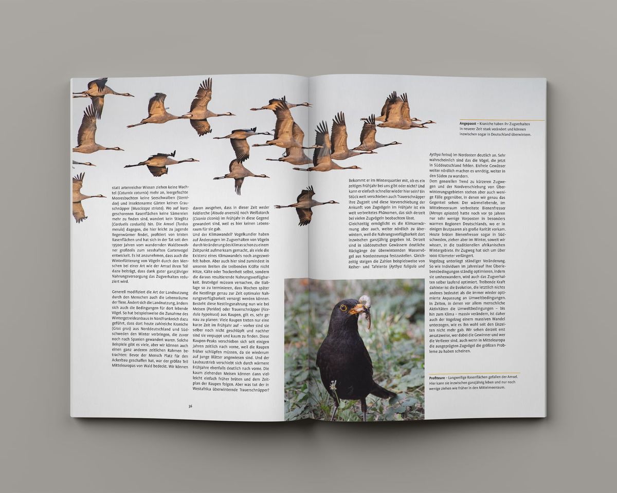 Doppelseite mit Kranichzug und Amsel aus dem manatimagazin