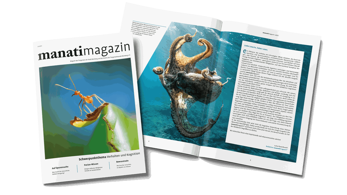 Titel der manatimagazin-Ausgabe 26|01 mit Ameise und aufgeschlagenes Editorial mit Oktopus