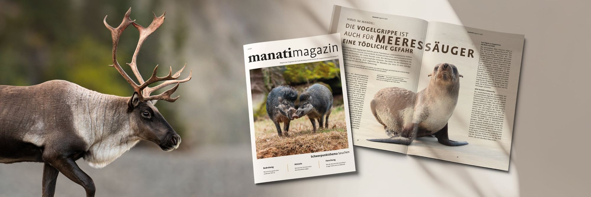 Rentier neben dem manatimagazin des Tiergartens Nürnberg, aufgeschlagen beim Artikel über die Vogelgrippe bei Meeressäugern