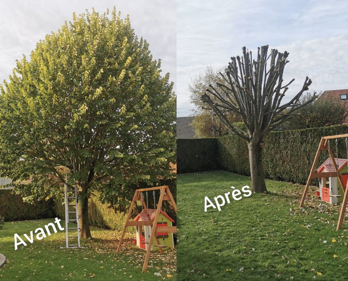 Taille et mise en forme d'un arbre ancien