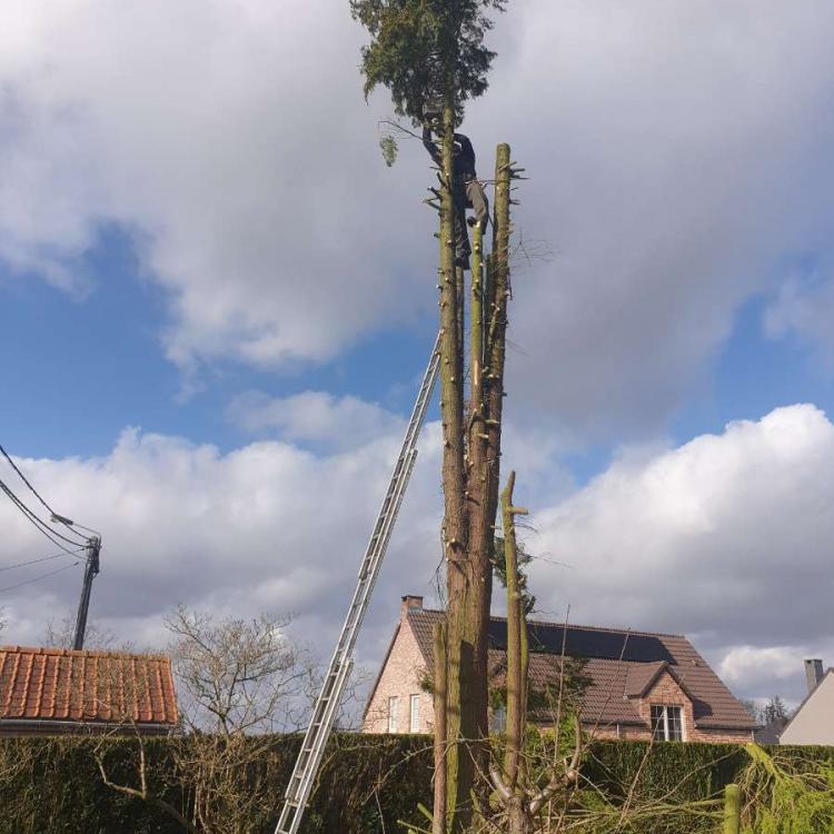 Élagage & taille d'arbres