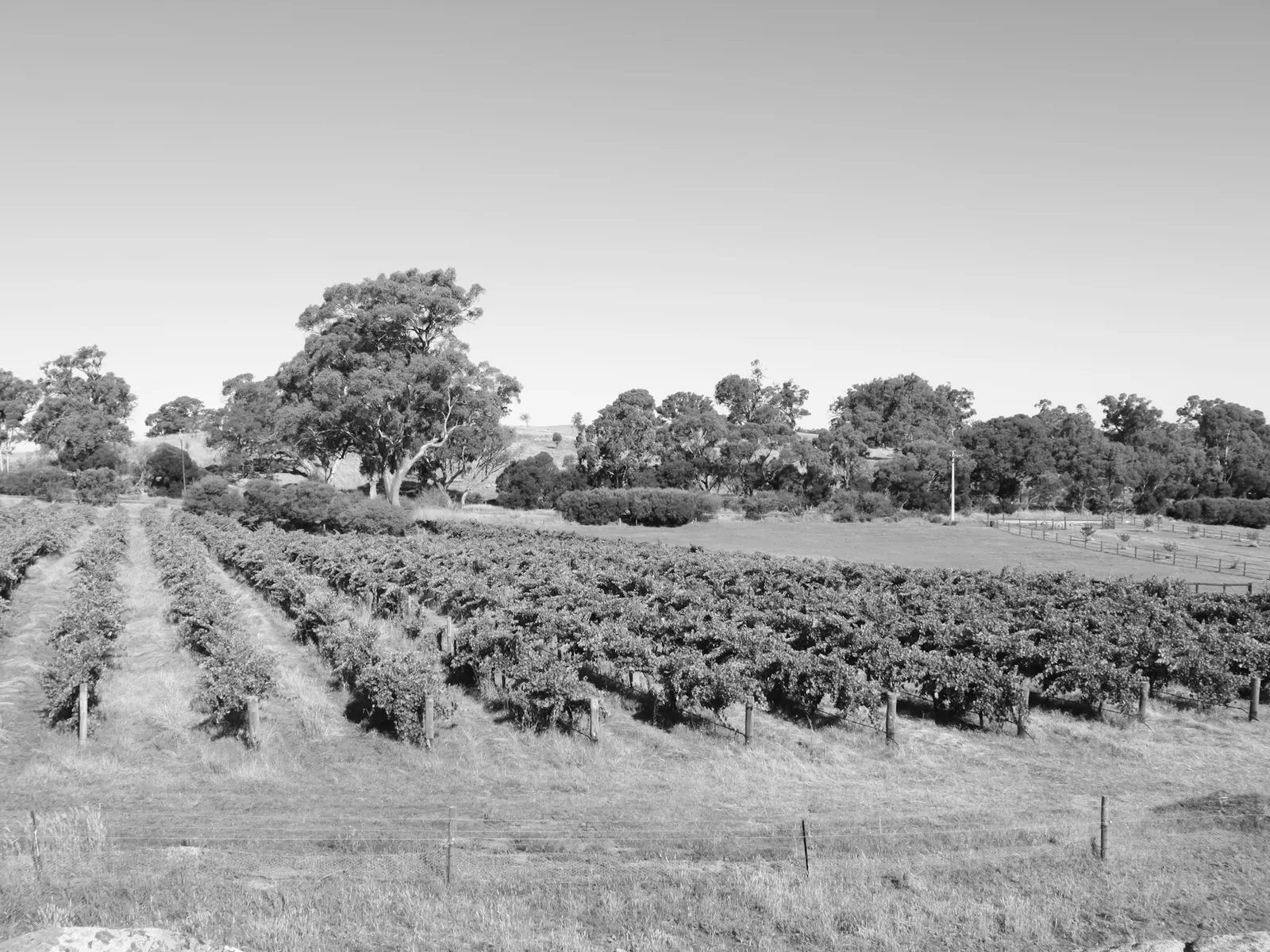 Vineyard rows in the Barossa Valley, South Australia