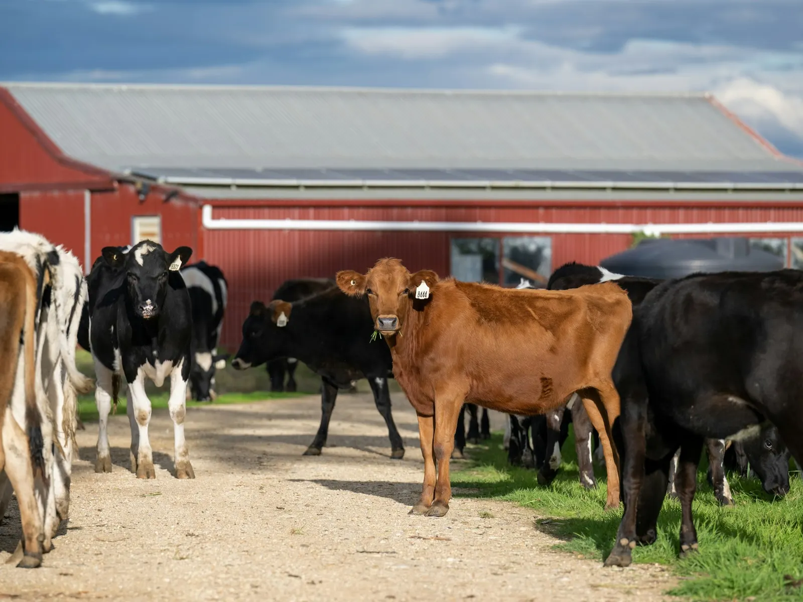 Cattle on a working farm