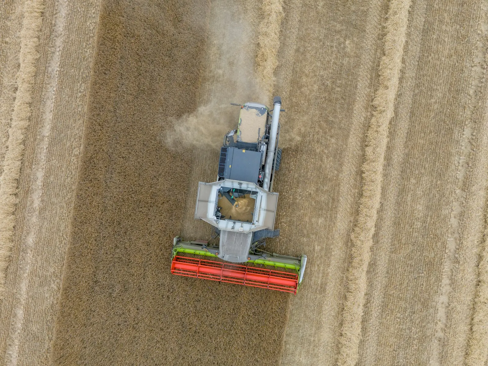 Combine harvester working a wheat crop