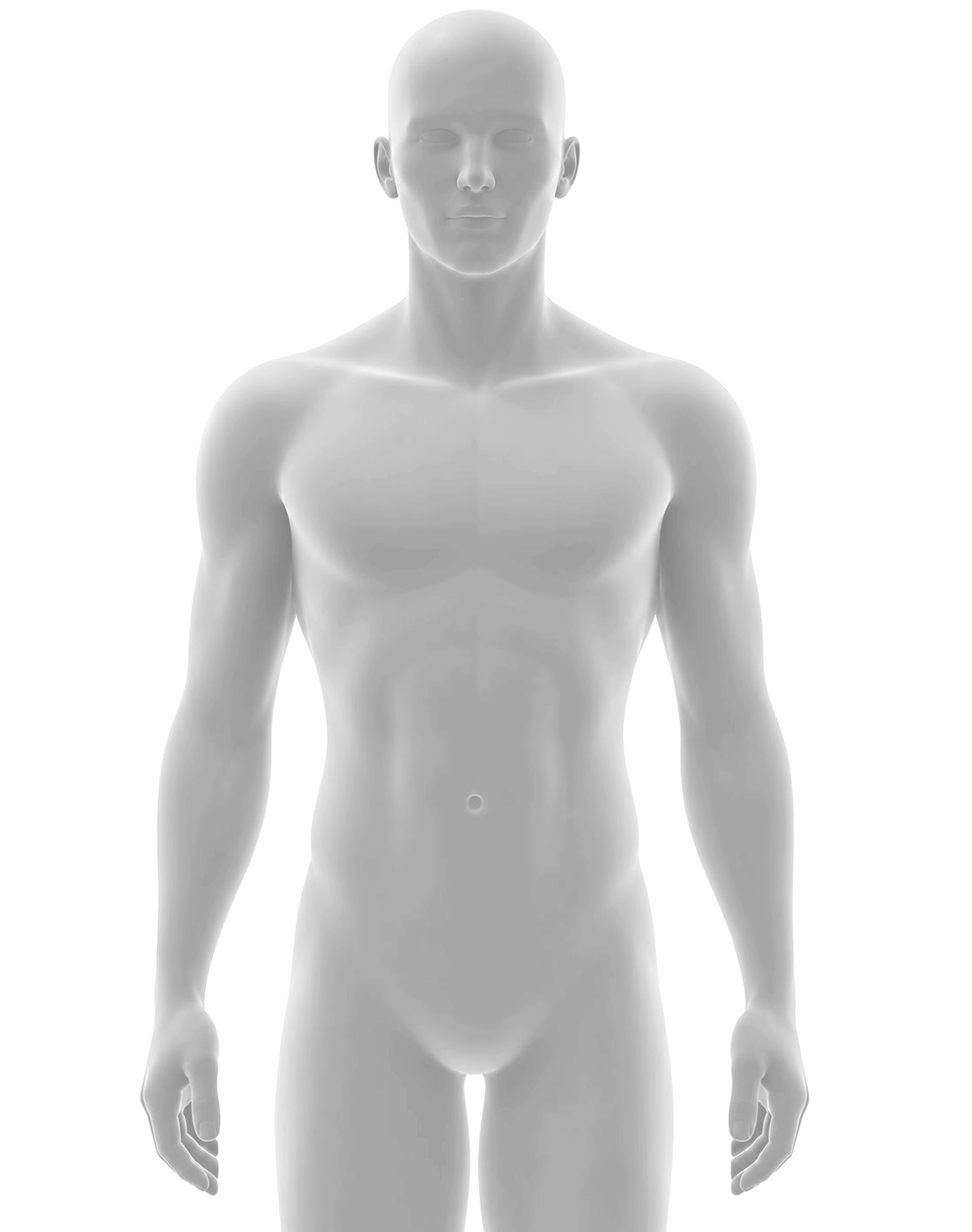 A grey anatomical figure