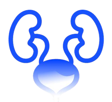 Line drawing of kidneys and bladder