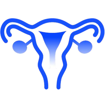 Line drawing of a uterus and ovaries