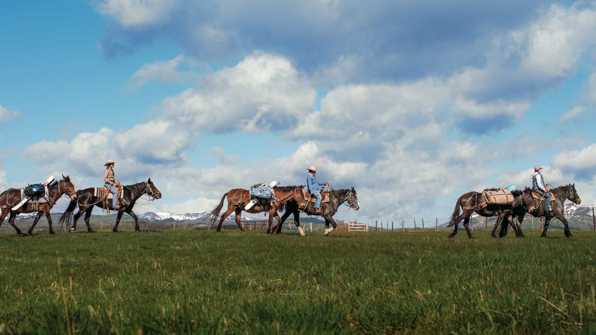 Horses with riders on a green field