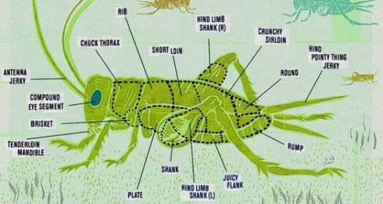 MBAs winning way with insect farming [The Financial Times]