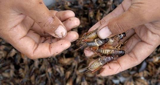 Hult Prize: Ending Hunger, One Cricket at a Time [Businessweek]