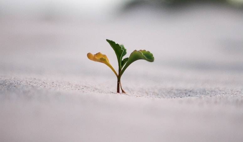 Organic business growth: Growing new business ventures
