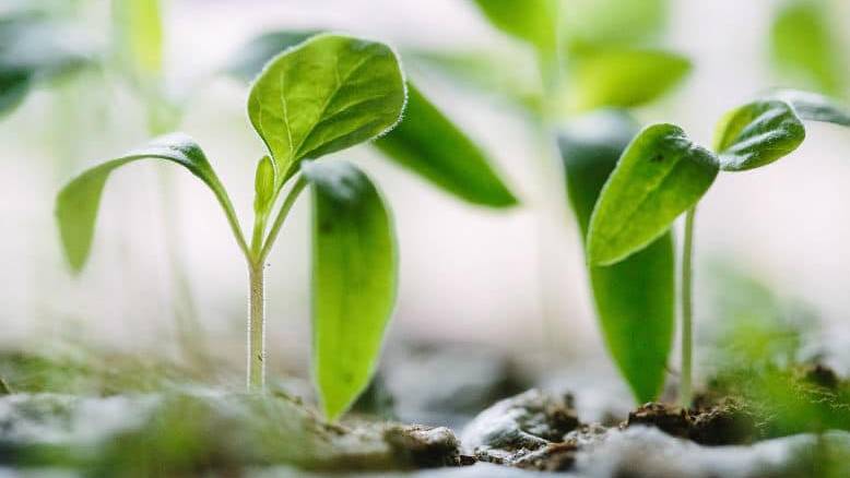 Hult champions sustainability