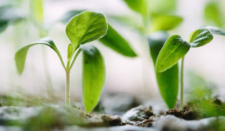 Hult champions sustainability