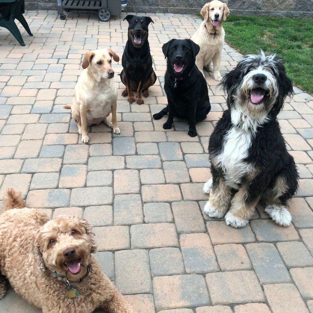 Six dogs of different breeds sitting together on a brick patio