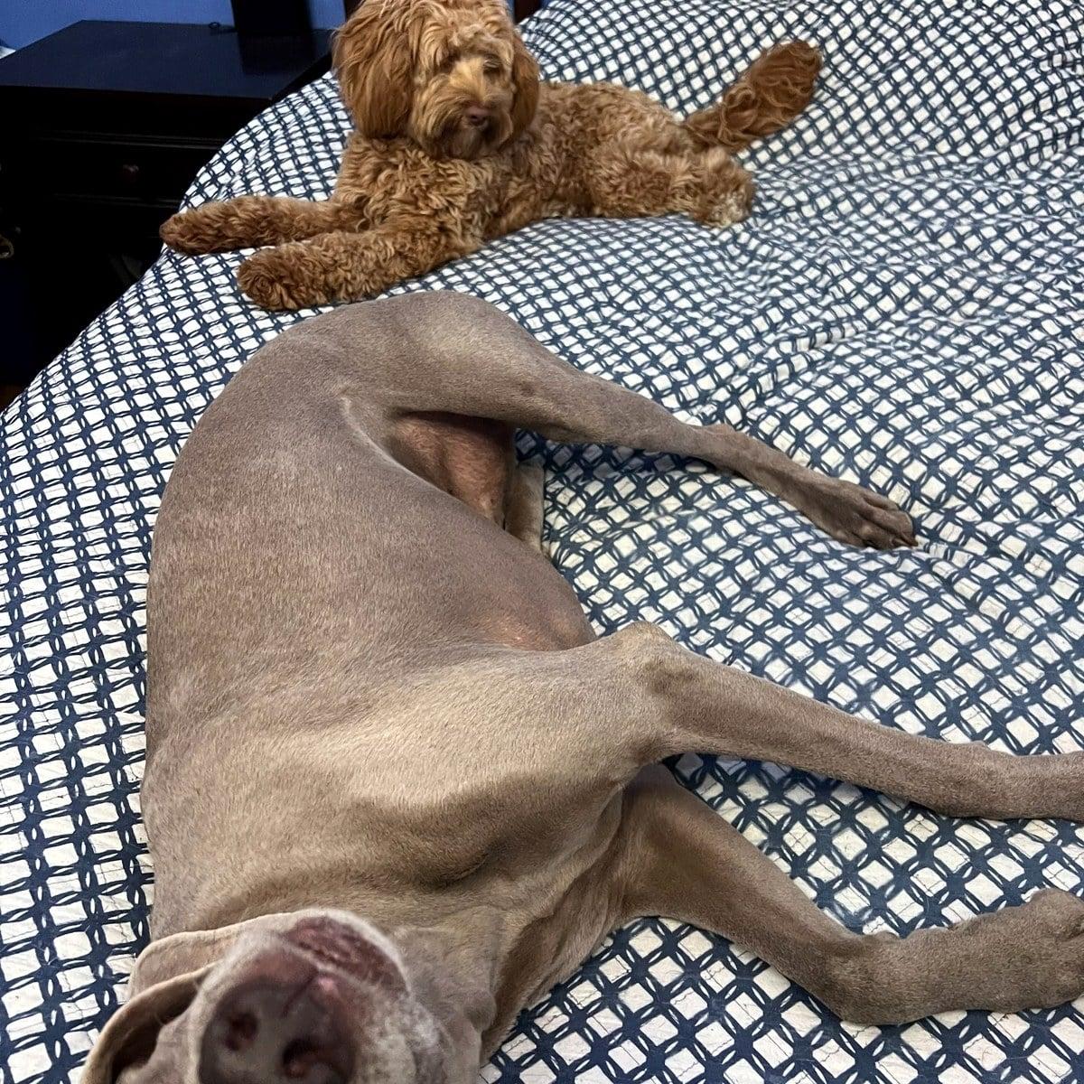 Two dogs stretched out on a bed