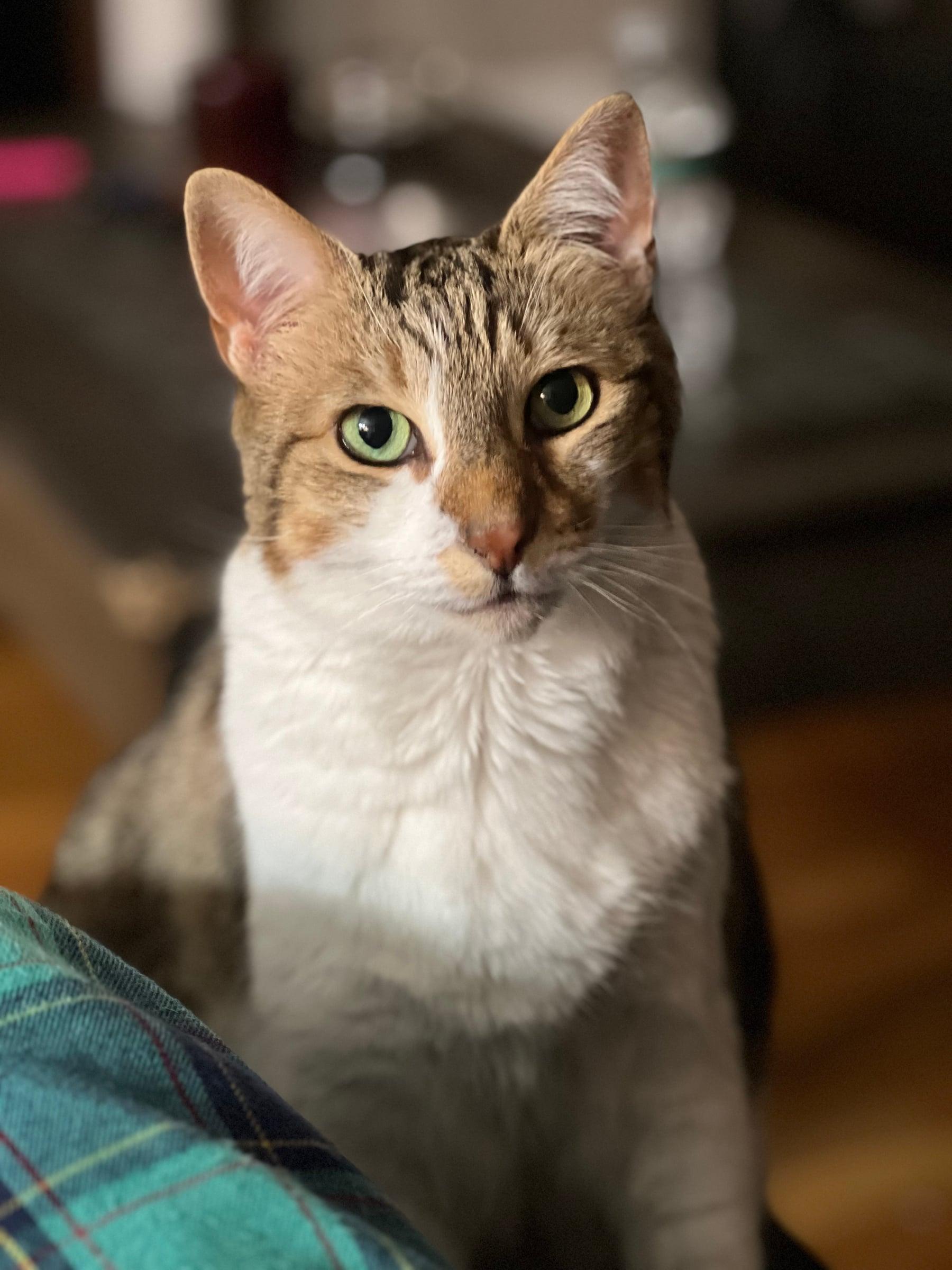 Tabby and white cat sitting at home