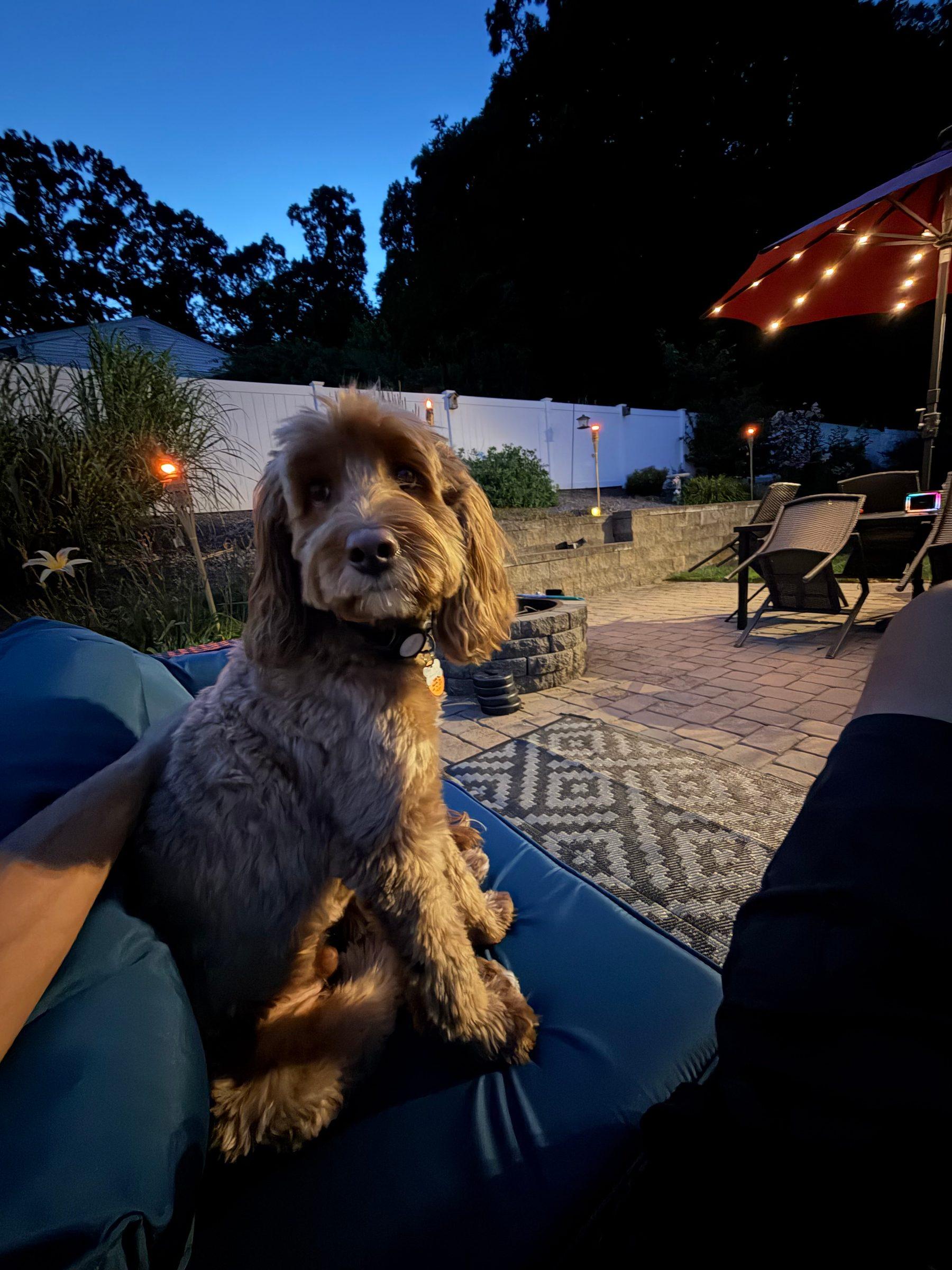 Brown doodle sitting on a patio cushion at dusk, with string lights in the background