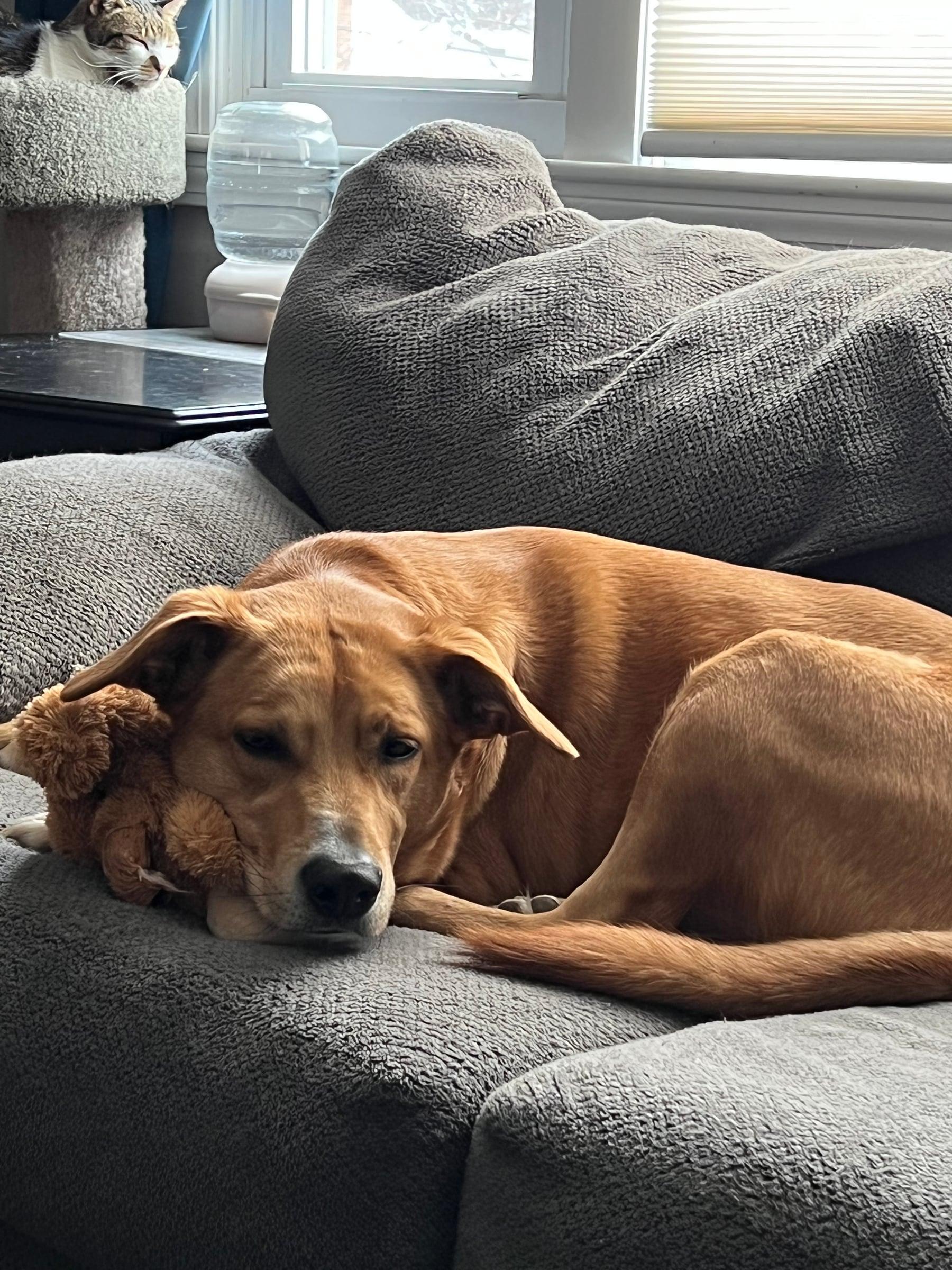 Dog curled up on a gray couch with a stuffed toy