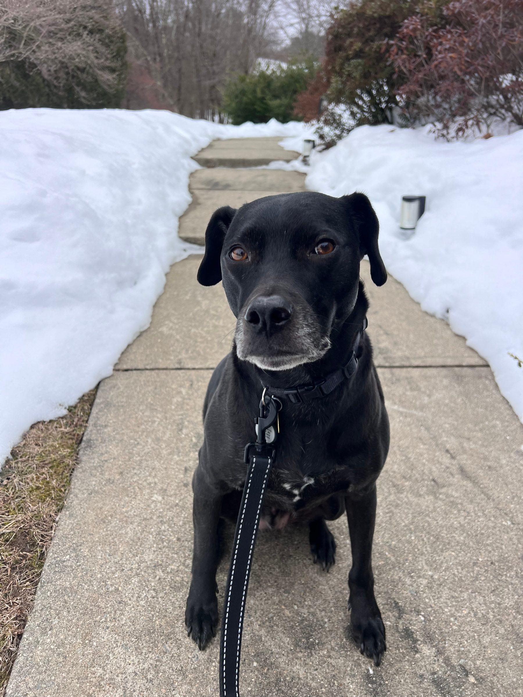 Black dog on a leash sitting on a cleared path between snowbanks