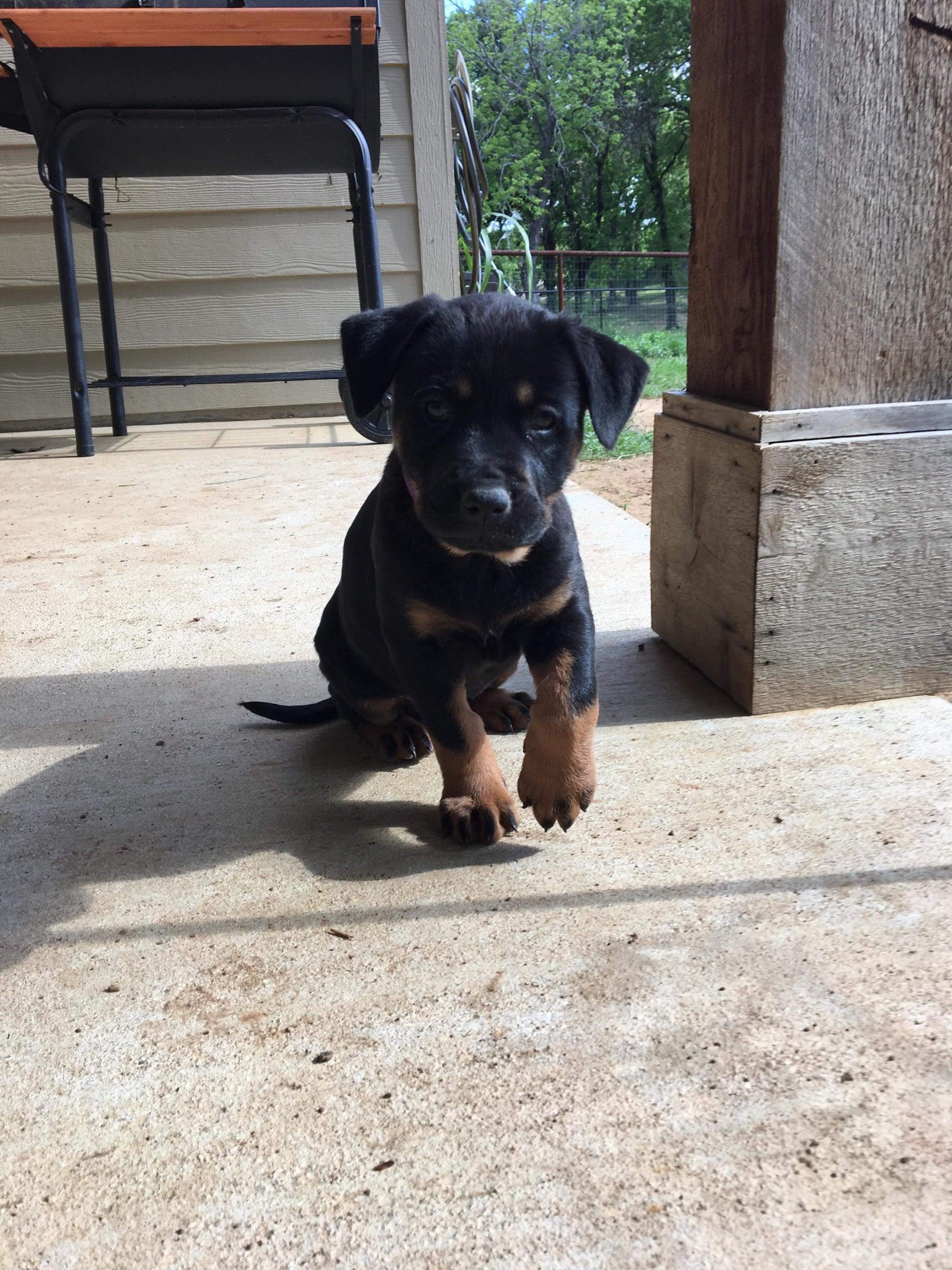 Millie as a puppy, stepping toward the camera