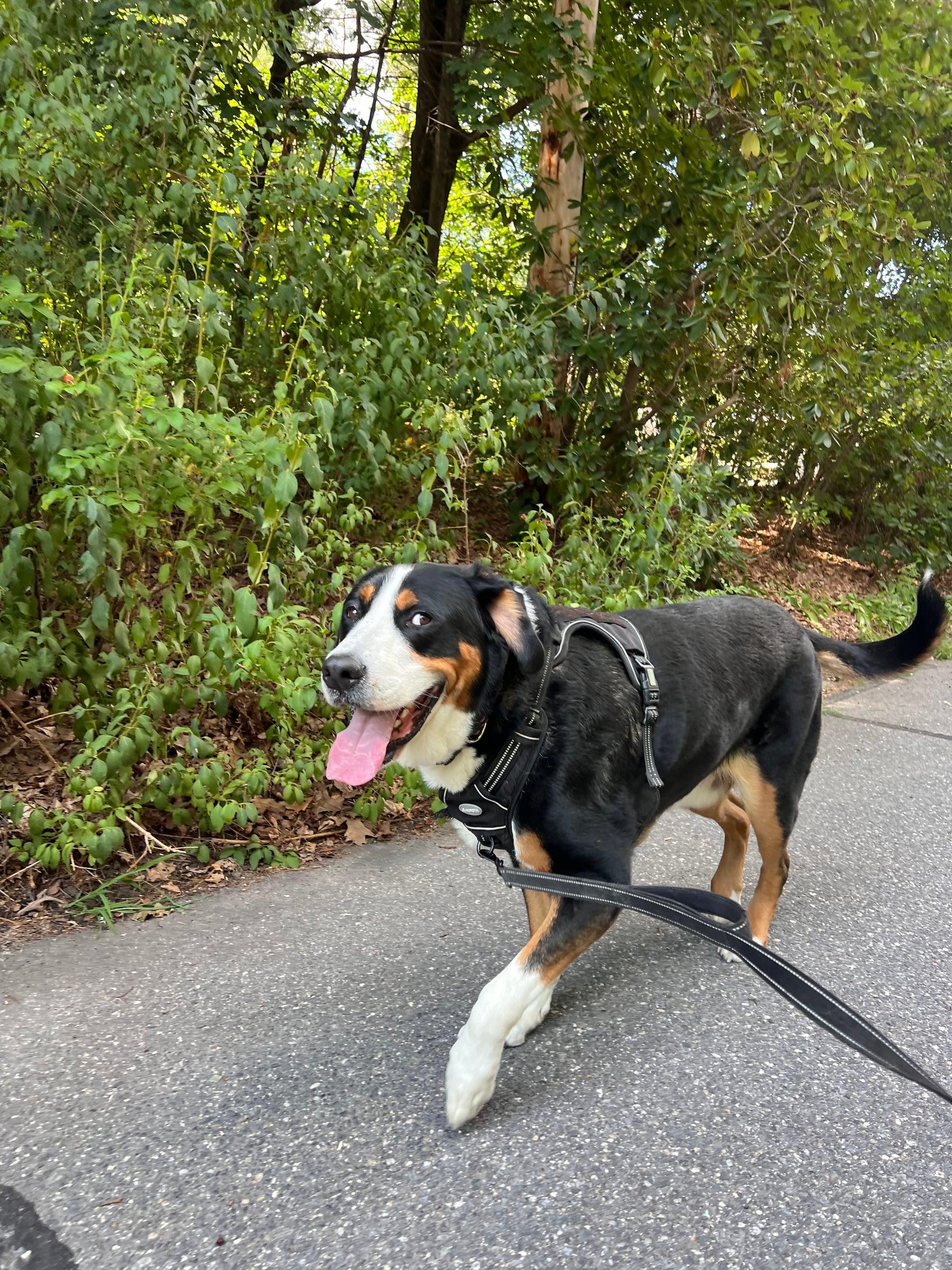 Tricolor dog on a leash walking along a leafy path
