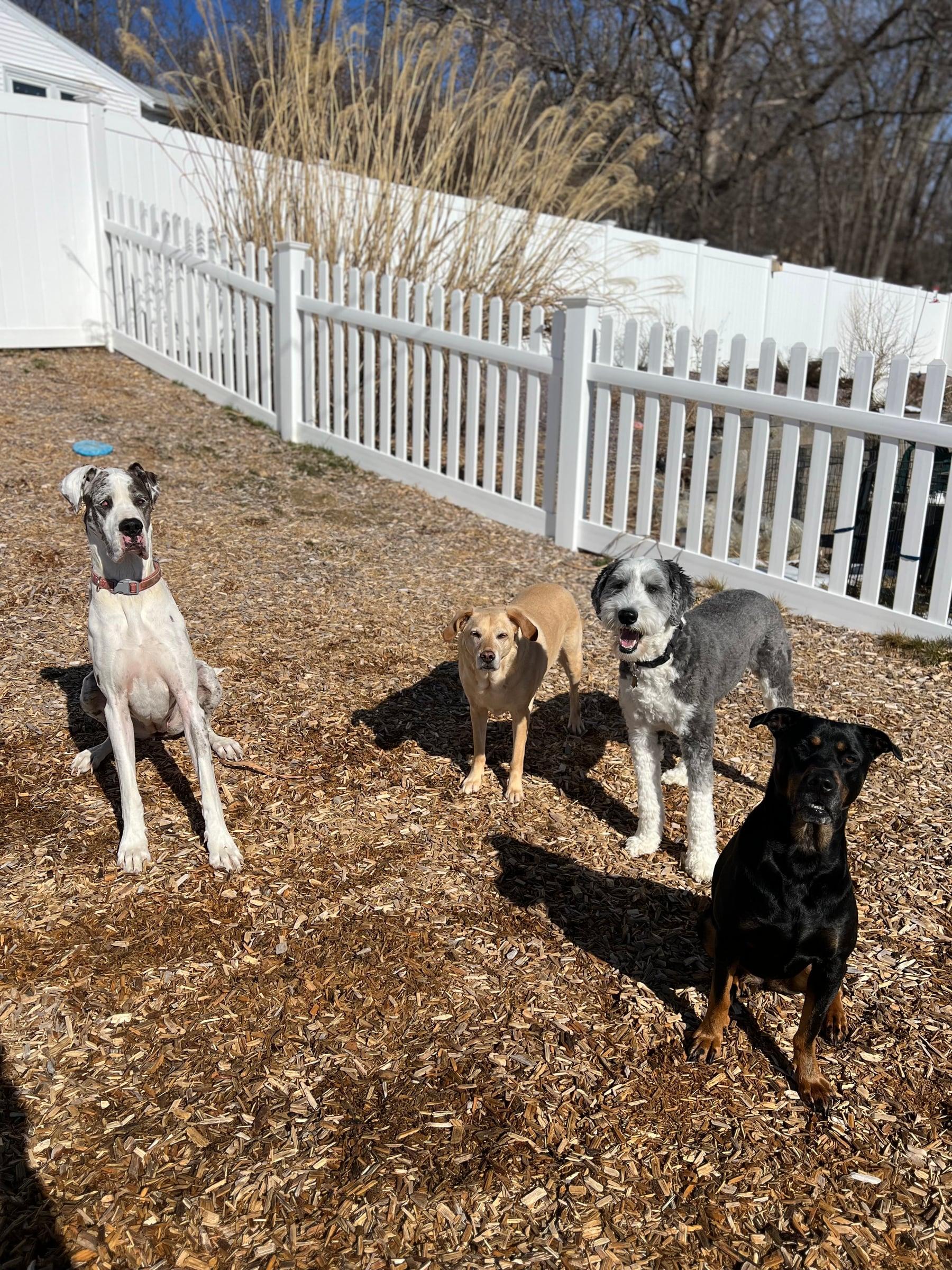 Four dogs in a yard with a white fence