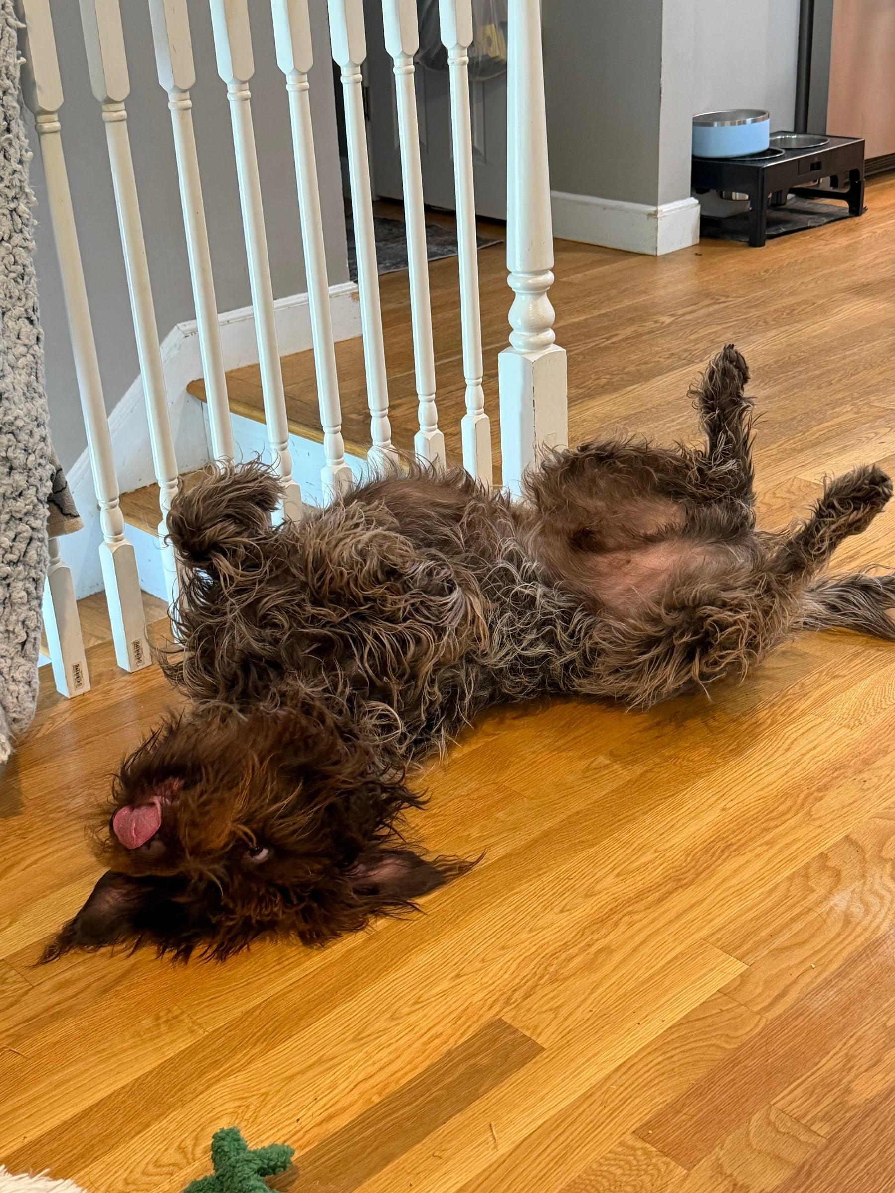 Shaggy dog rolling happily on a wood floor