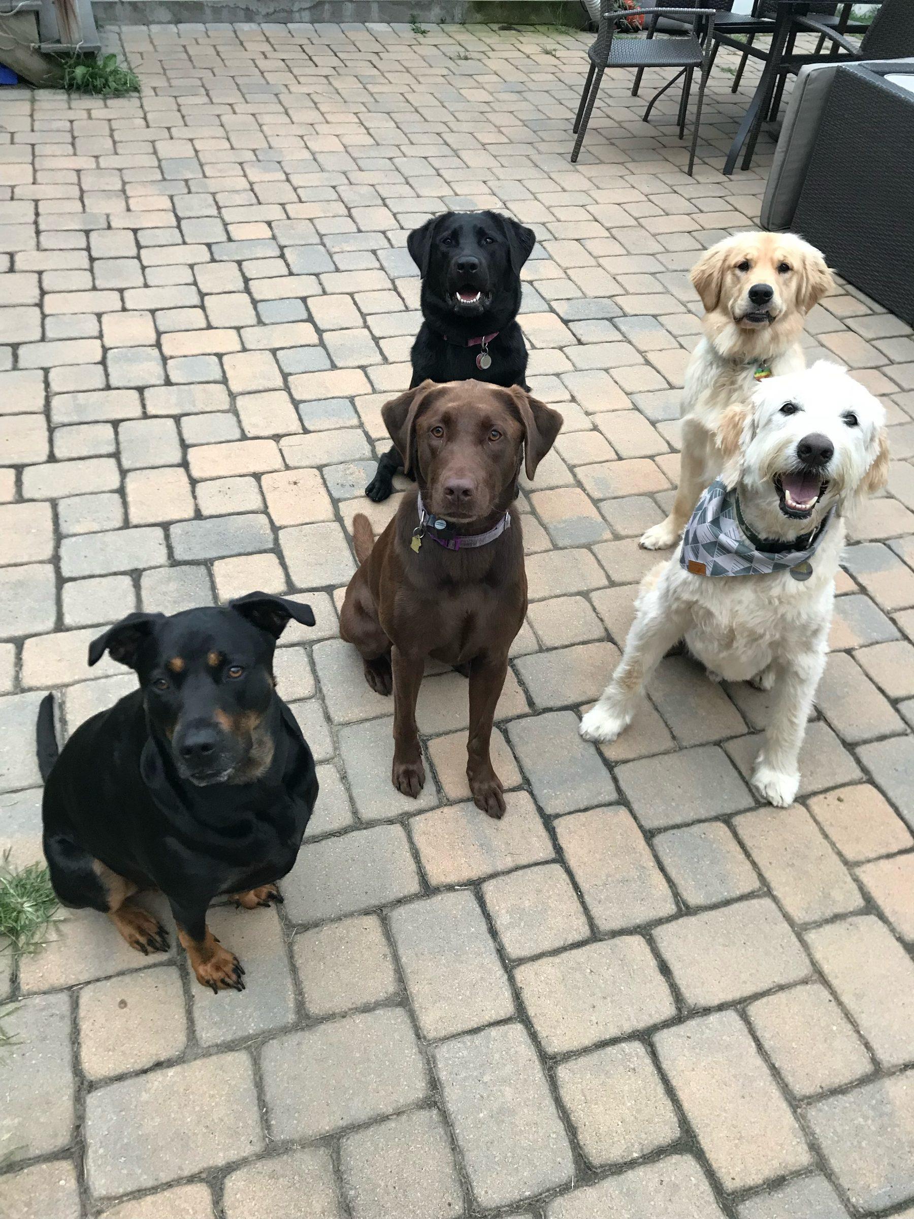 Five dogs sitting together on a brick patio, looking up at the camera