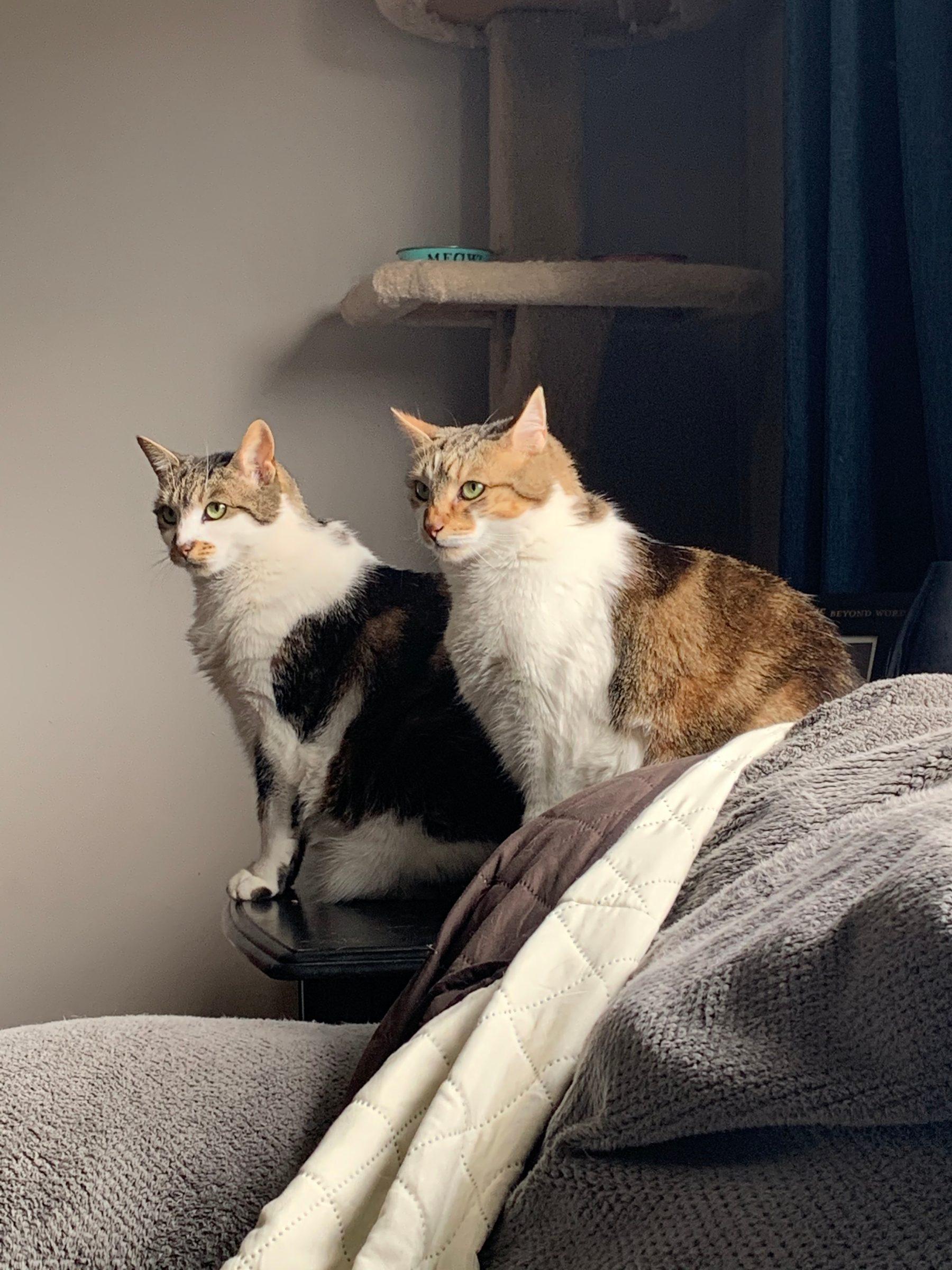 Two cats, one black and white and one calico, sitting together indoors