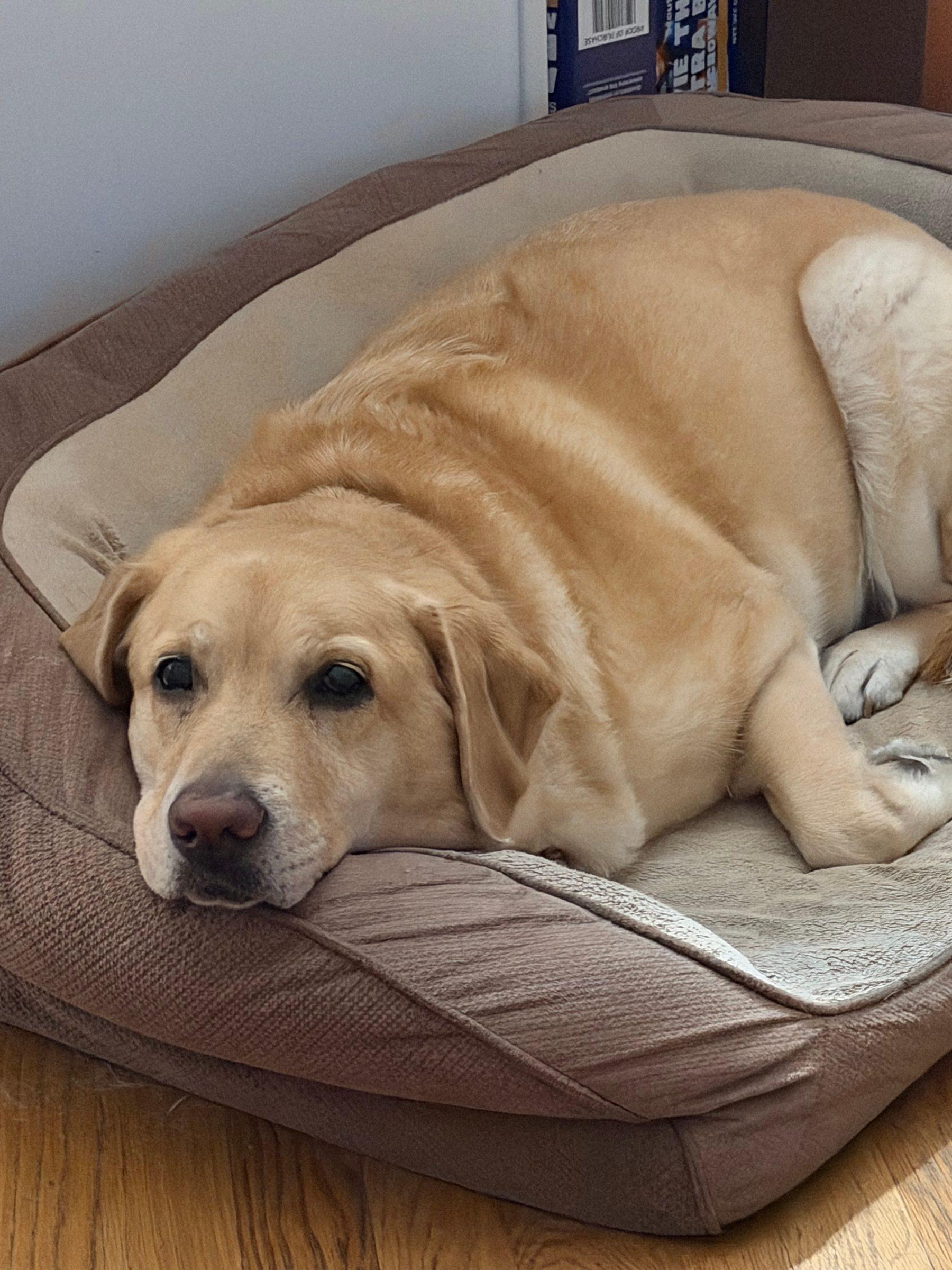 Yellow Lab resting its head on the edge of a dog bed
