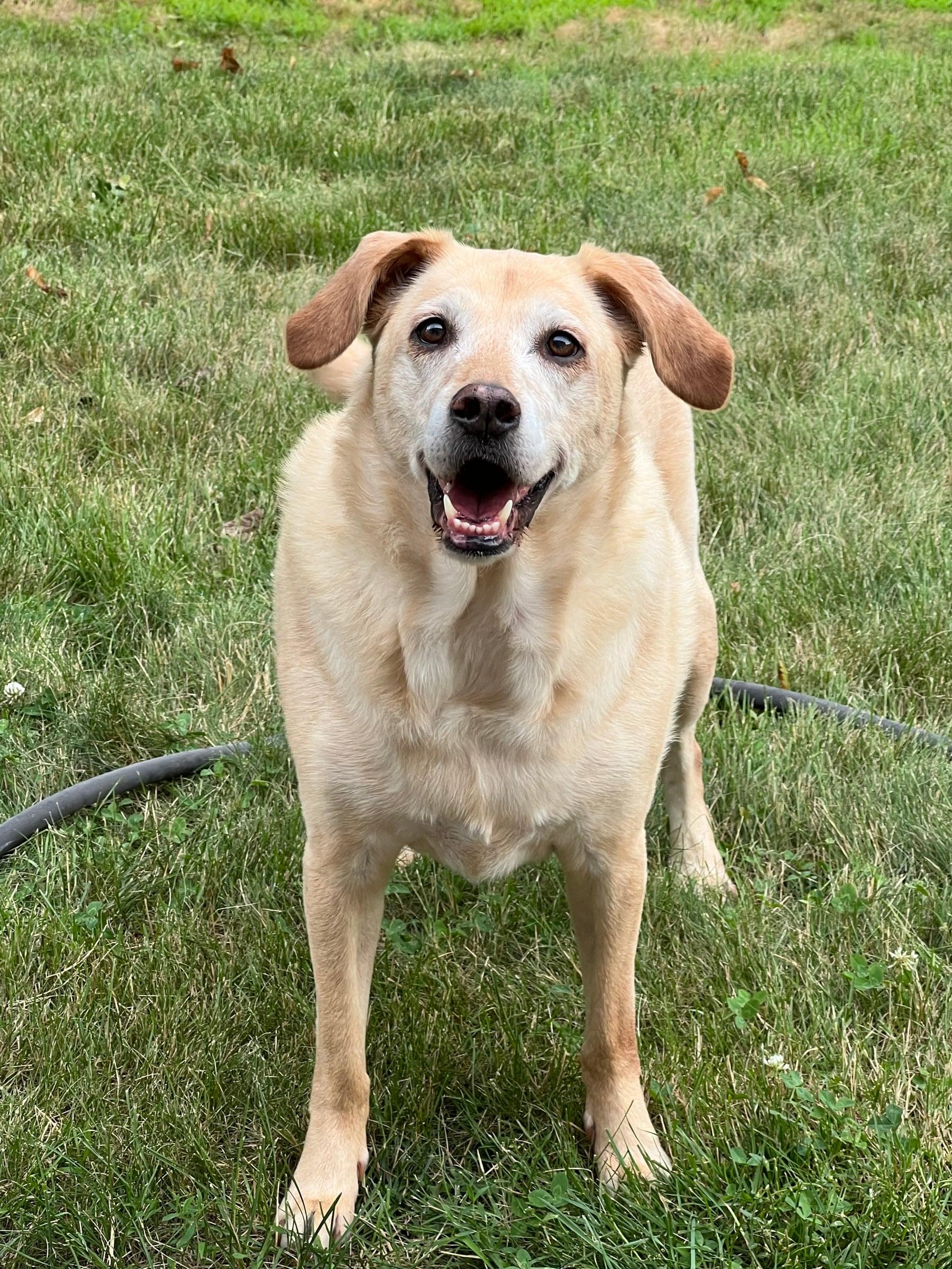 Maya, a yellow Lab mix, smiling on the grass