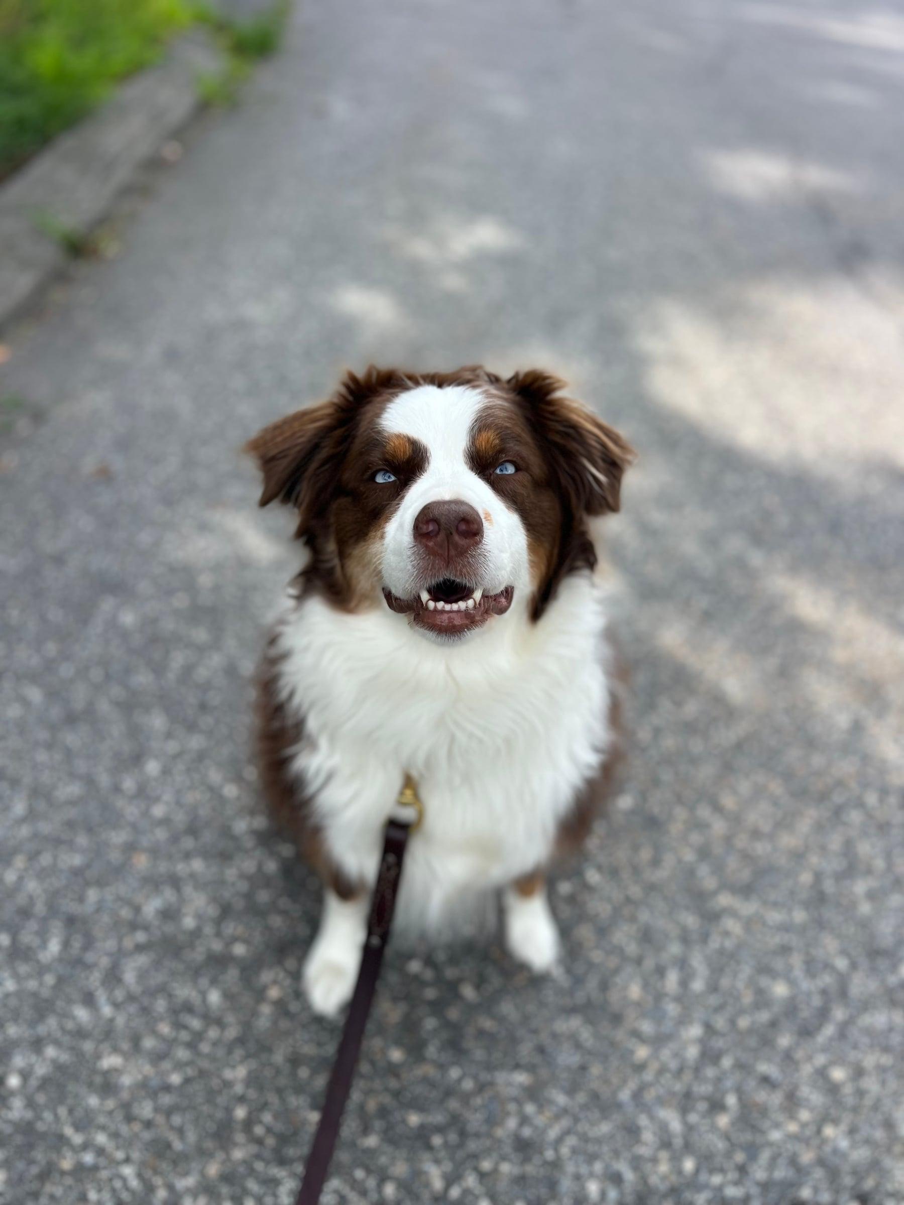 Brown and white dog on a leash, looking up during a walk