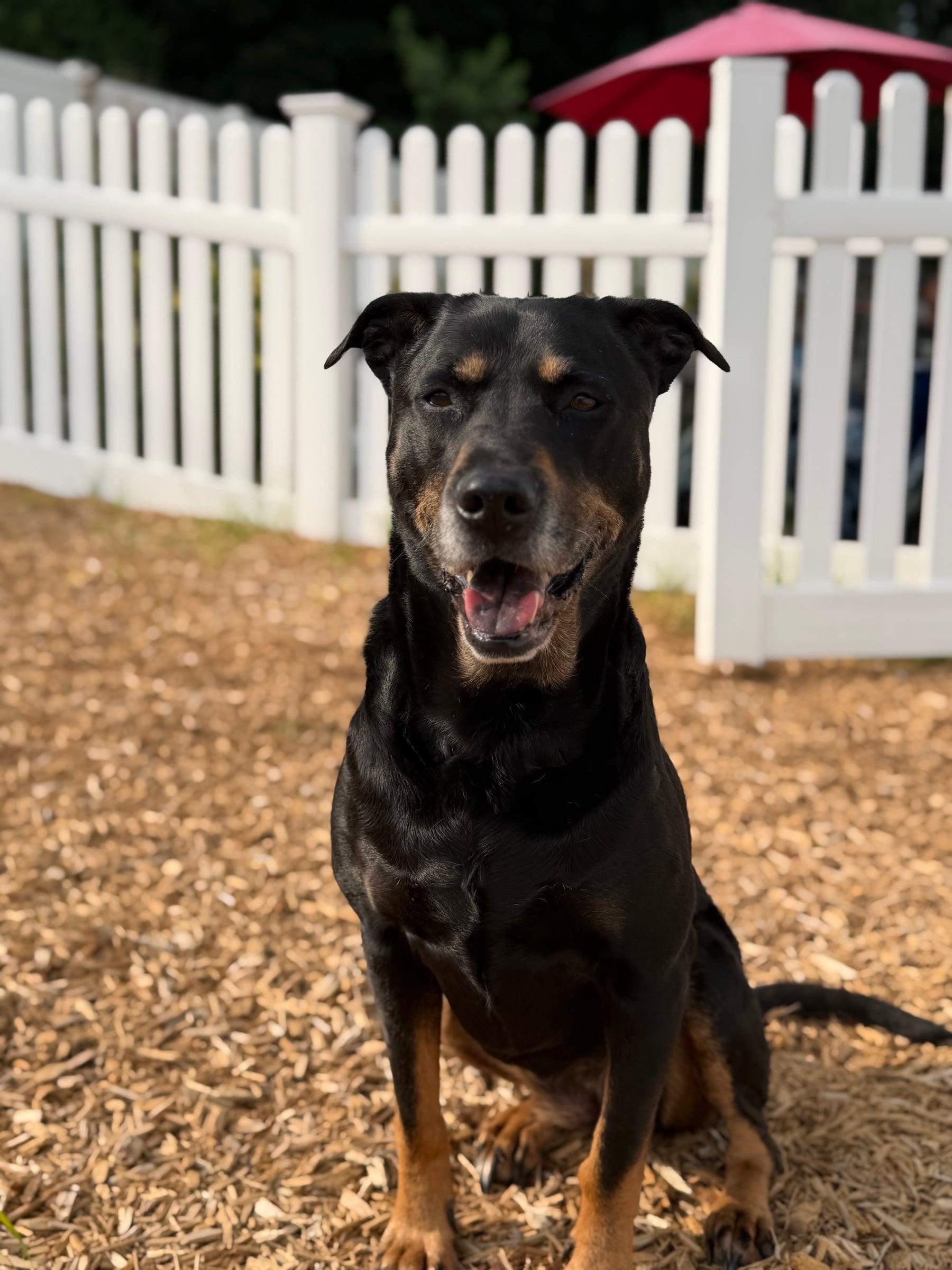 Older Millie sitting in front of a white fence