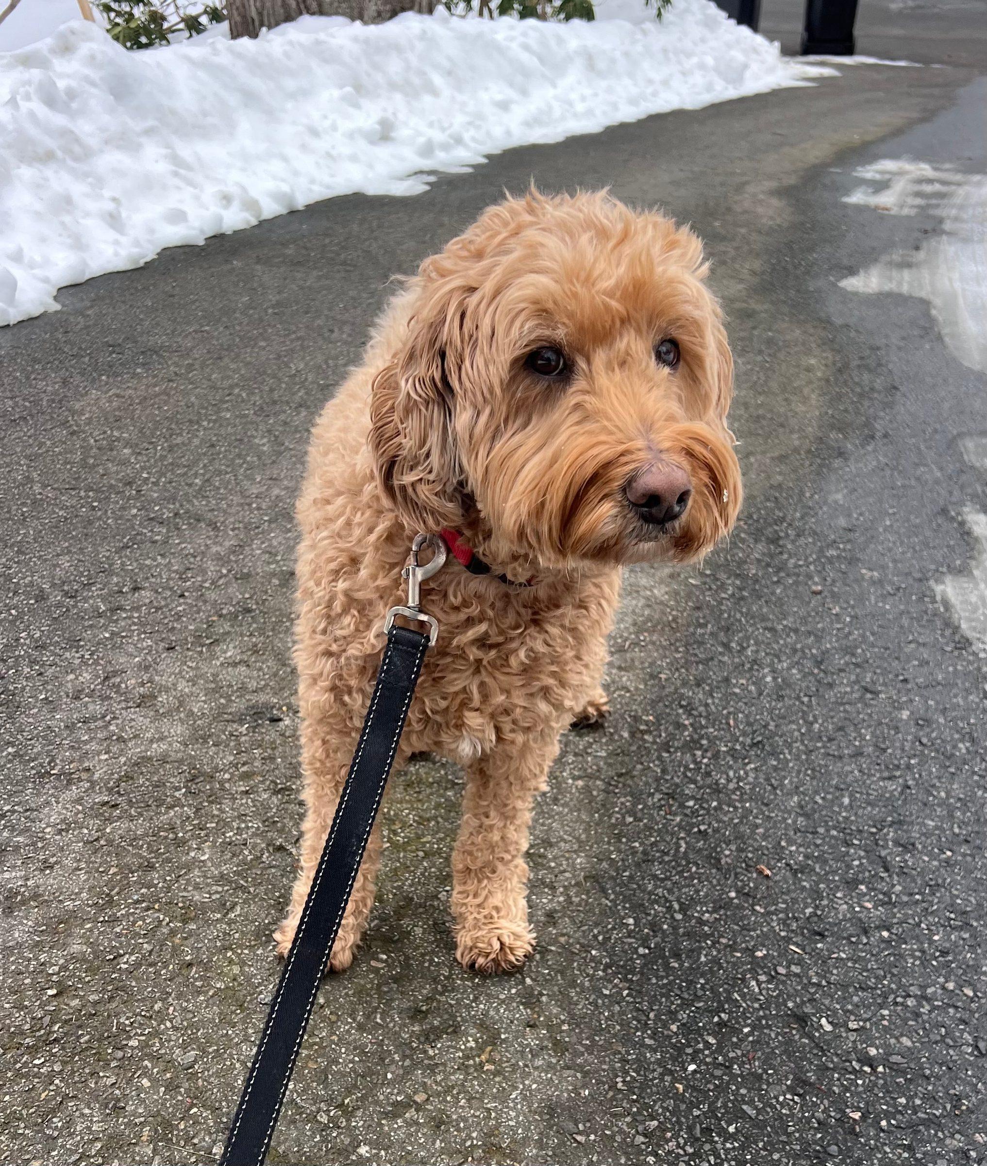 Curly haired doodle on a leash on a snowy sidewalk
