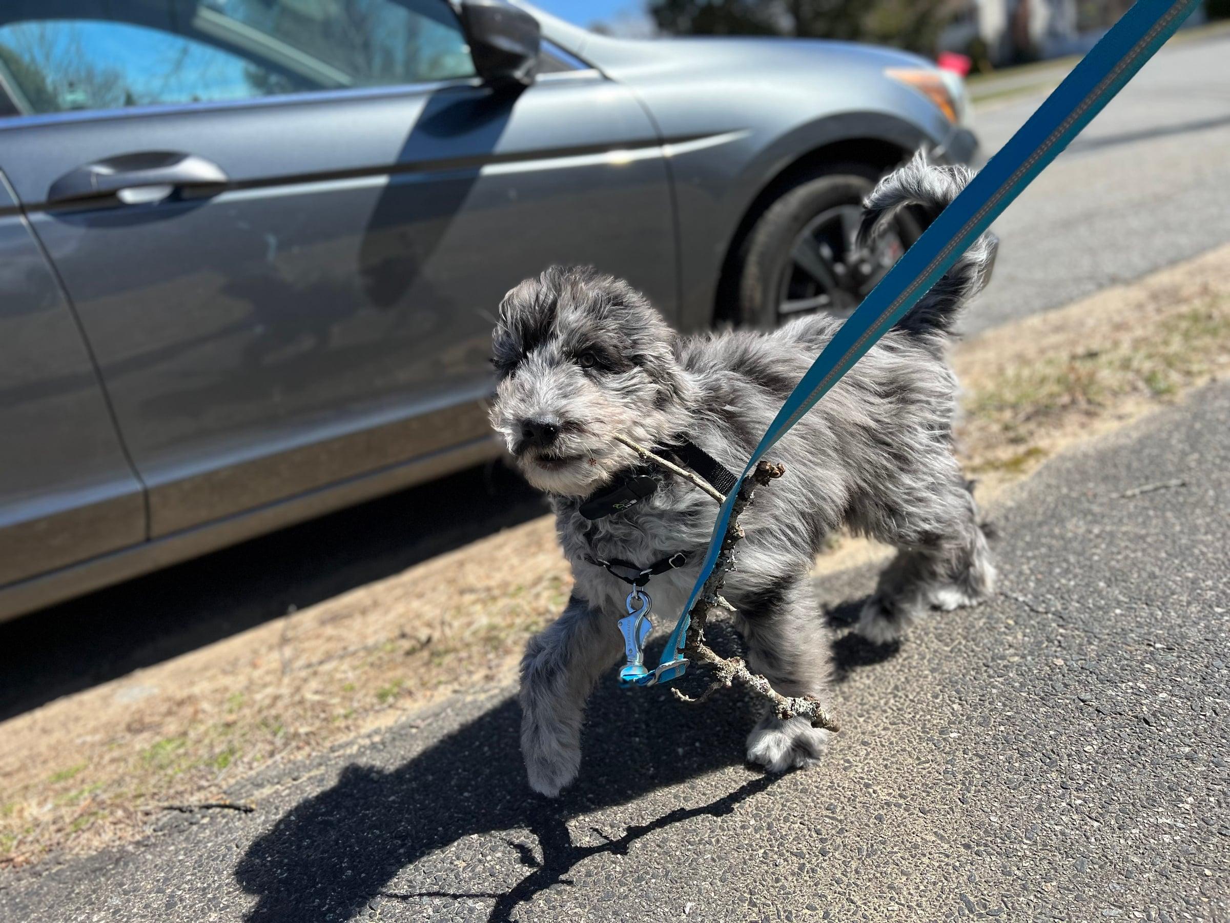 Fluffy gray puppy on a leash carrying a stick
