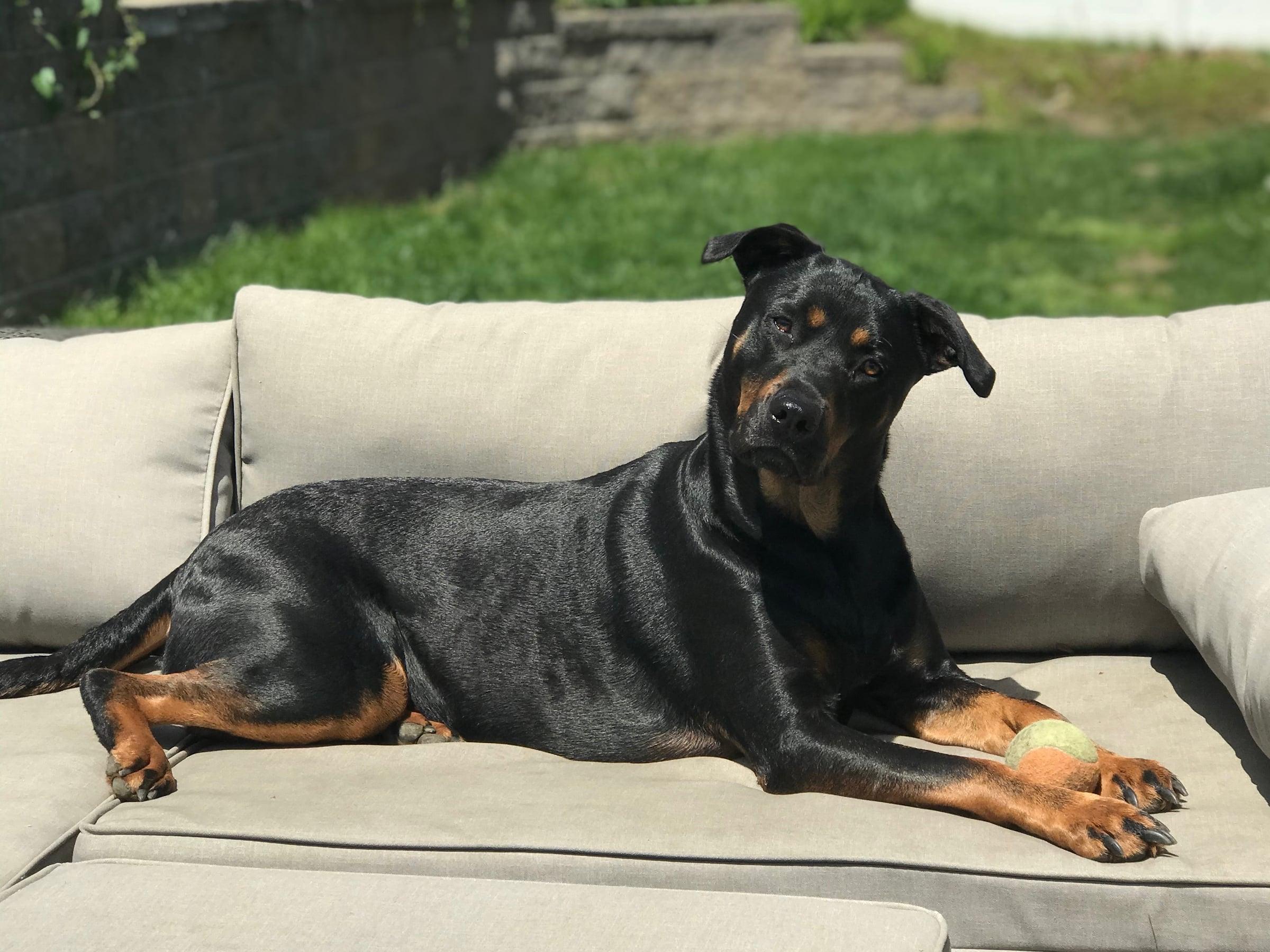 Young Millie lying on the outdoor couch with her tennis ball