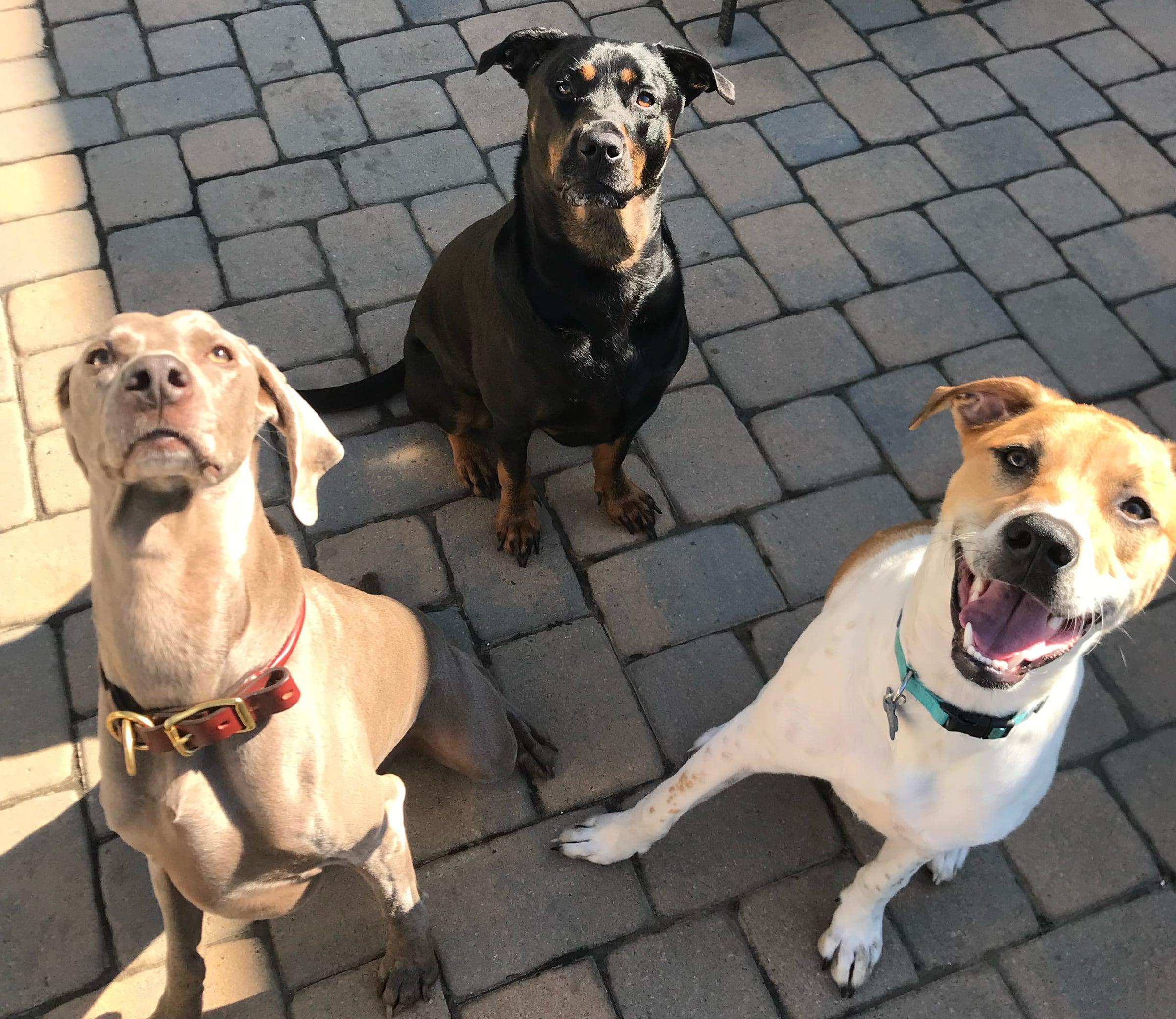 Three happy dogs sitting together on a patio, looking up