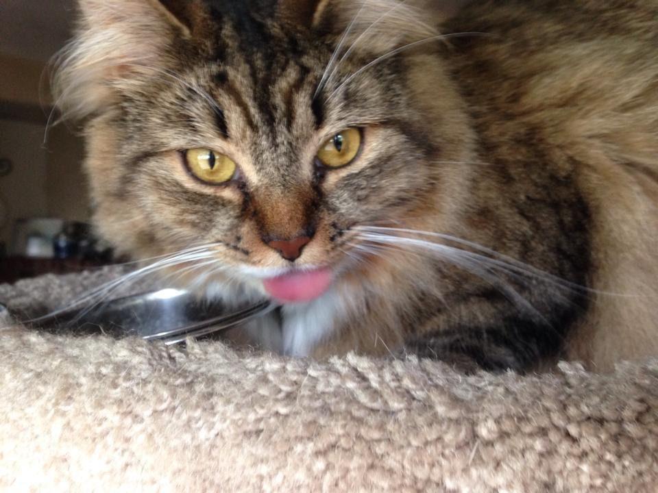 Long haired tabby cat with the tip of its tongue showing, resting on a soft cat bed