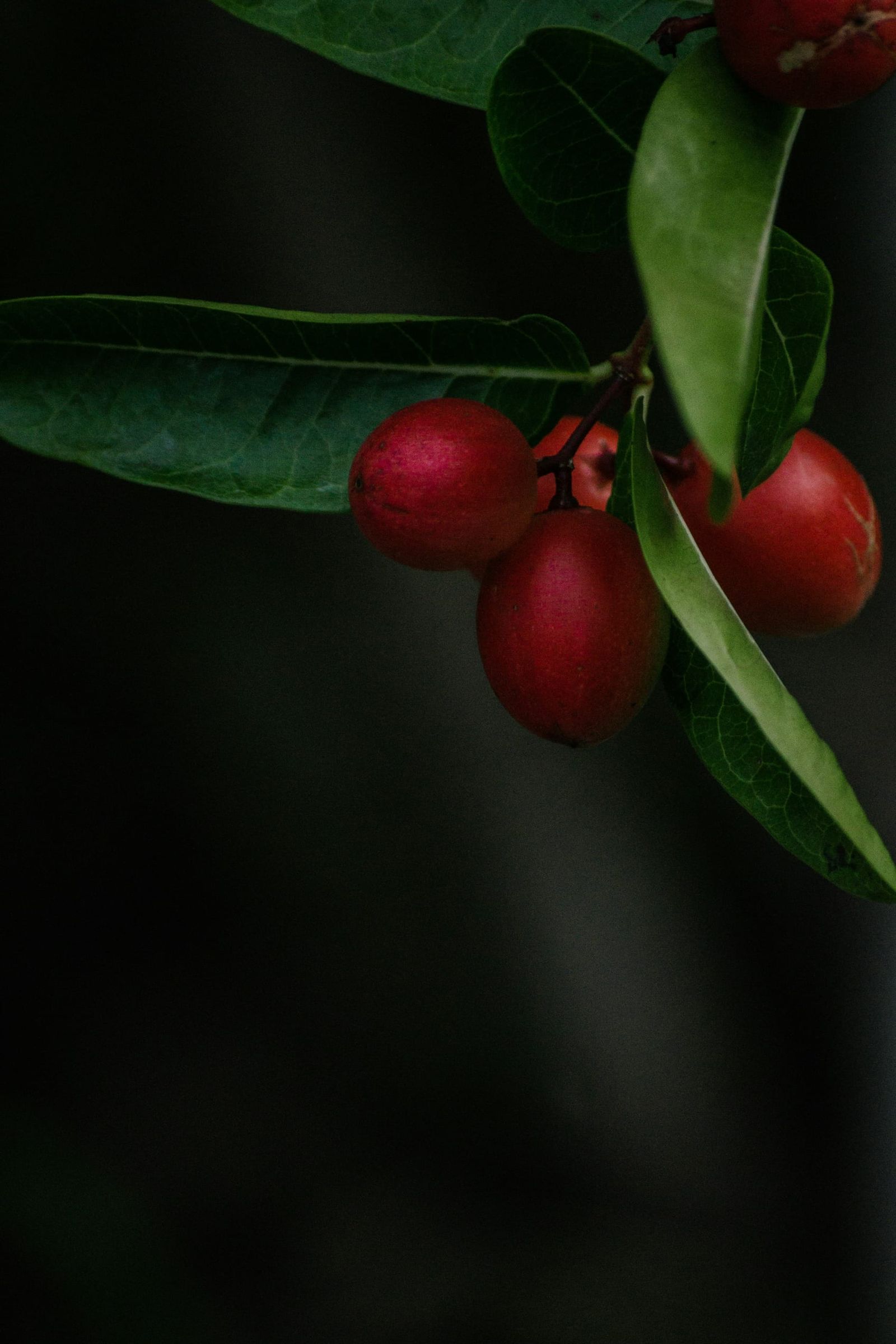 Shisandra Berry schisandra-berry-frucht-schisandra.jpg