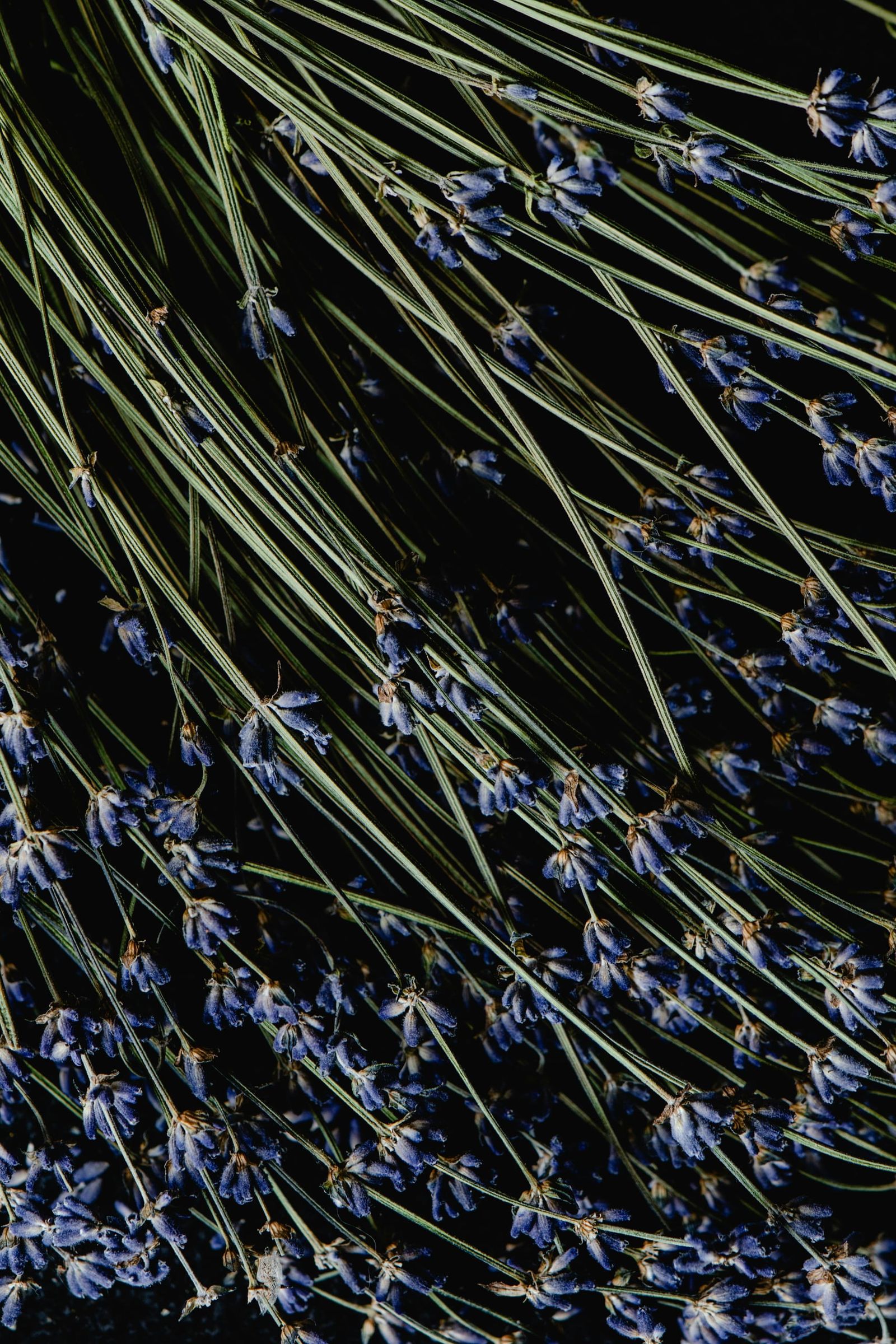 dreamy-infusion-lavendel.jpg