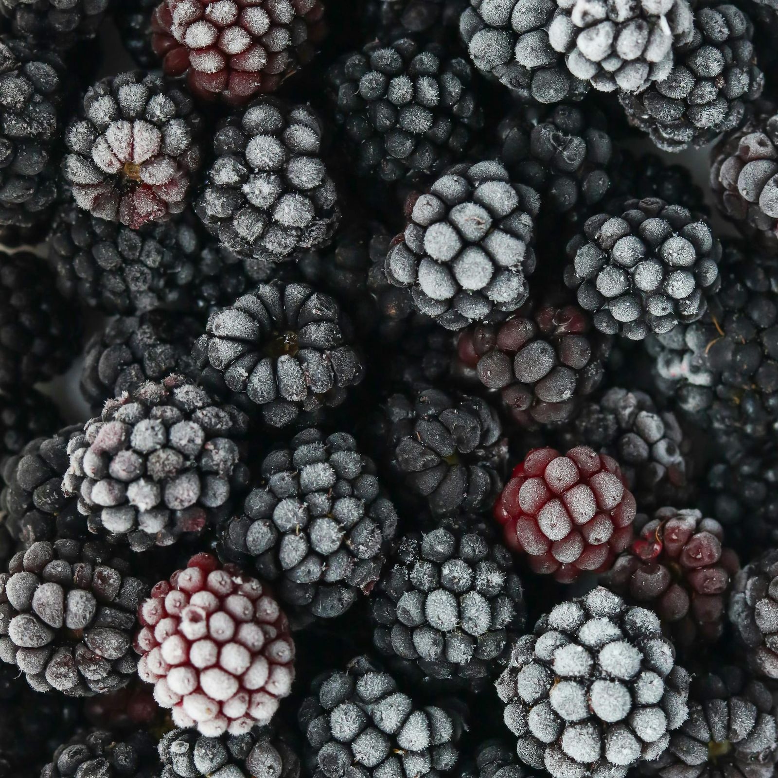 Geschmackvolle Brombeeren dusk-delight-frische-brombeeren.jpg
