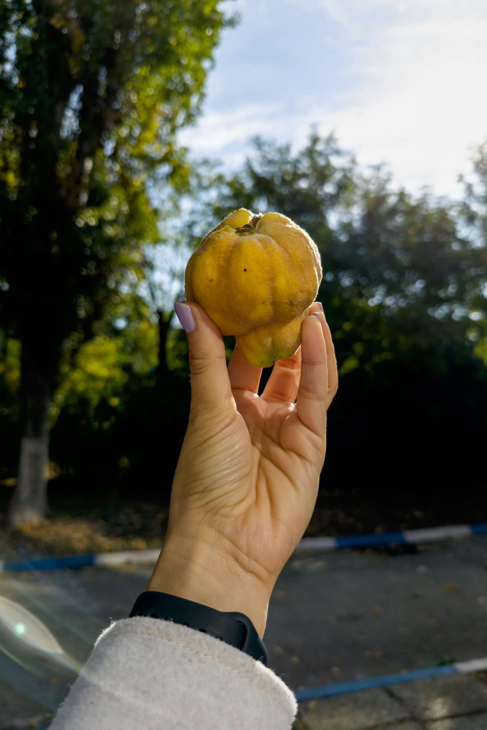 grapefruit-quince-quitte.jpg