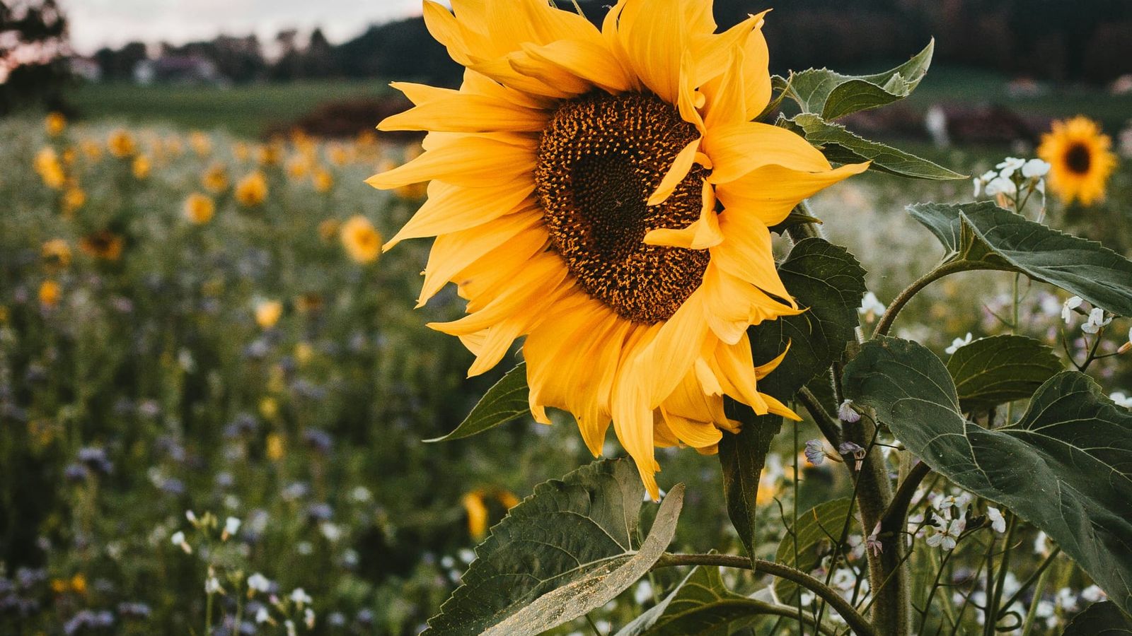 Sunrize: Energie für einen erfolgreichen Tag artikel-sunrize.jpg
