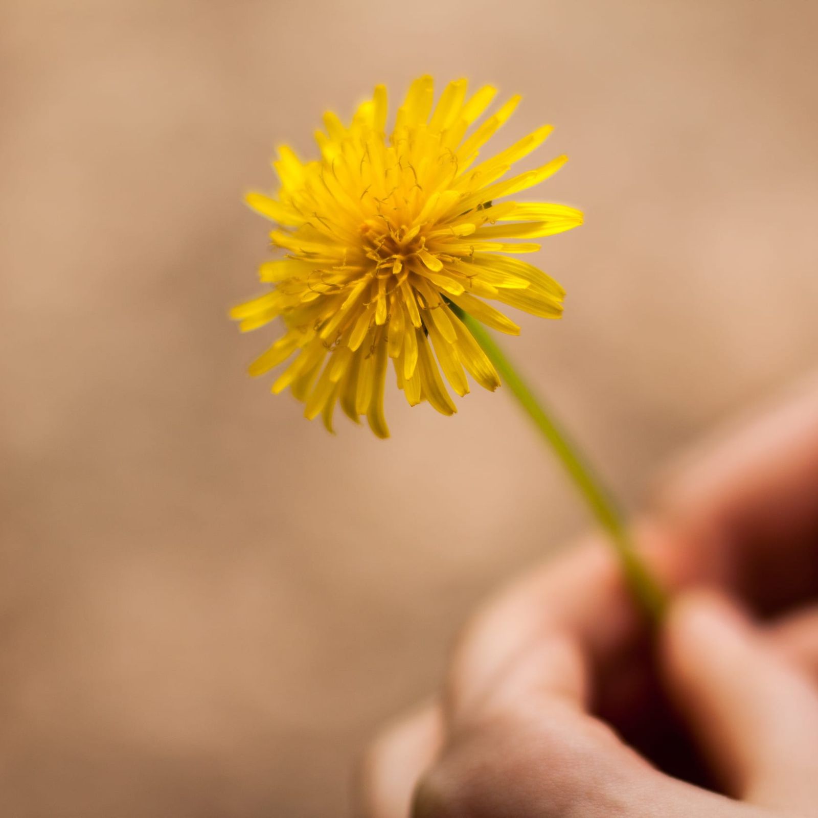 Die Kraft der Natur moodbild-sunrize-dandelion.jpg