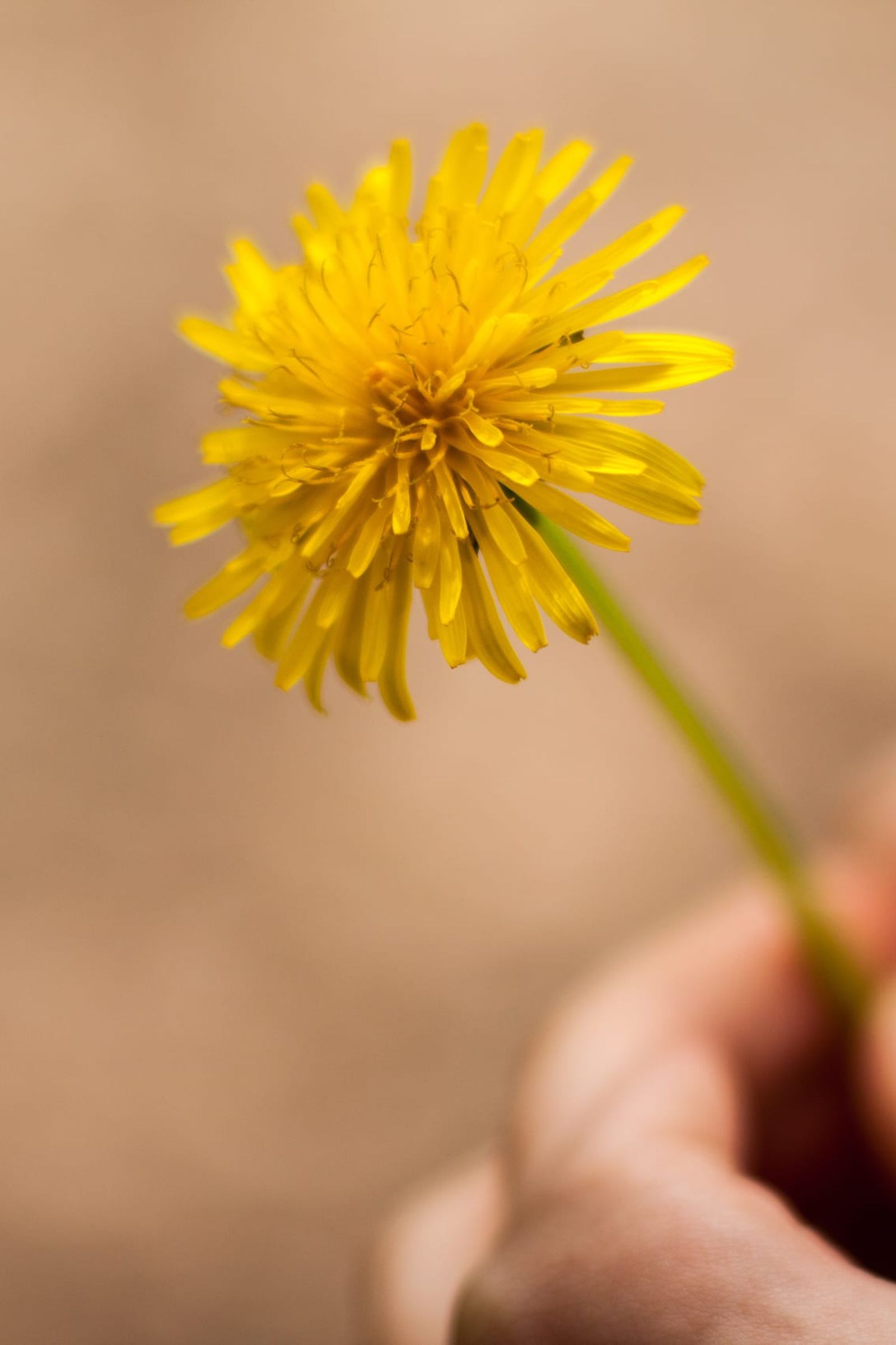 Die Kraft der Natur moodbild-sunrize-dandelion.jpg