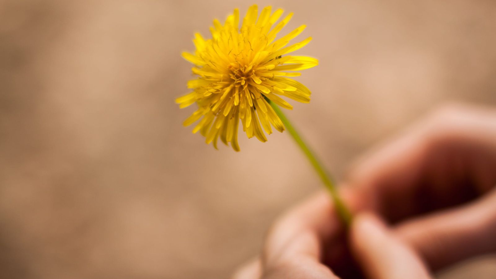 Die Kraft der Natur moodbild-sunrize-dandelion.jpg
