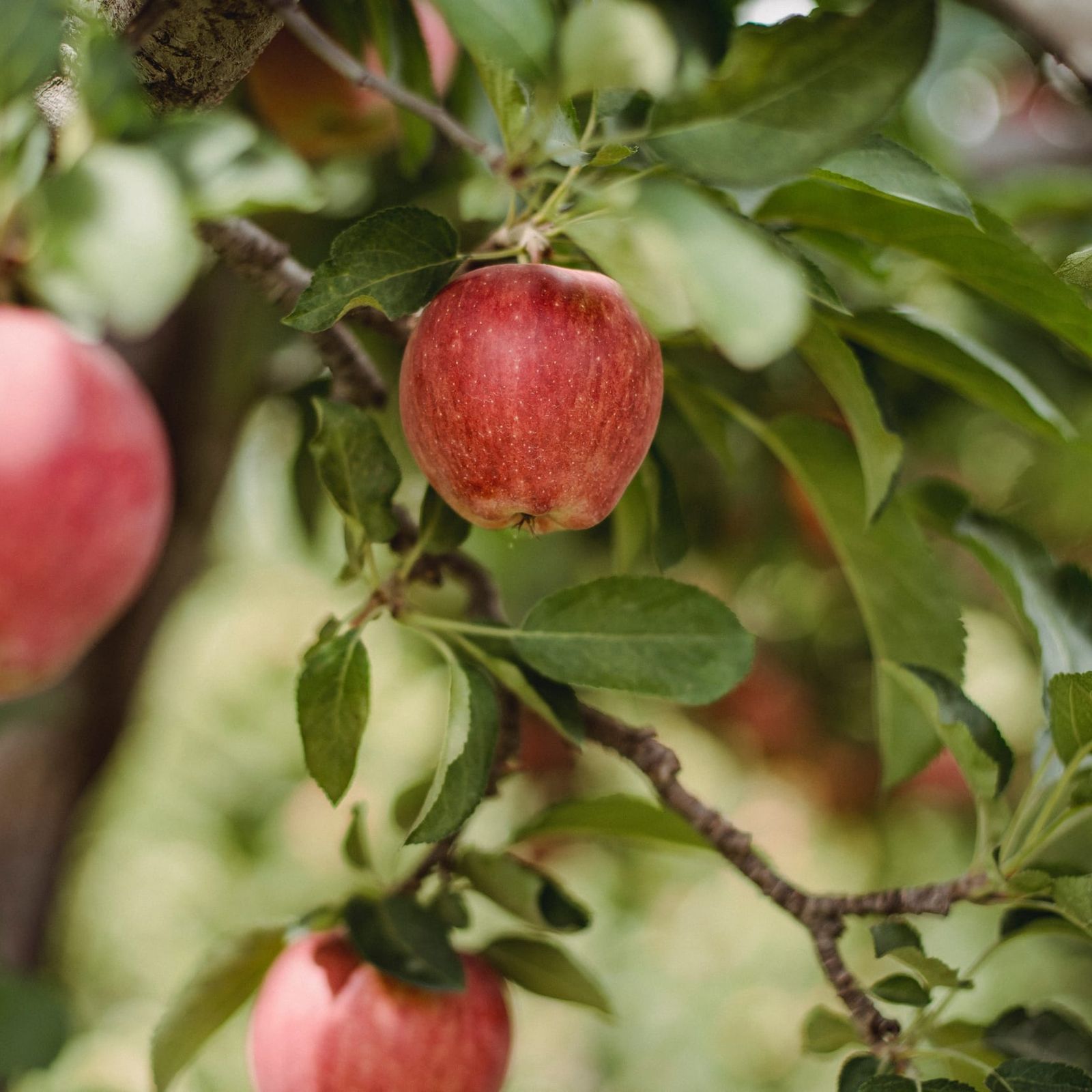 Zing your Day apple-zing-apfelbaum.jpg
