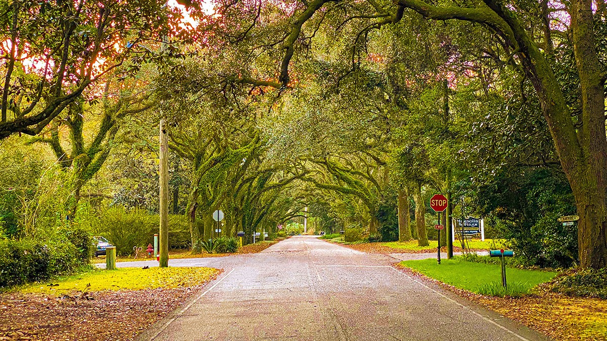 A serene, tree-lined road with a canopy of lush, green branches. A stop sign is visible on the right, and sunlight filters through the leaves.